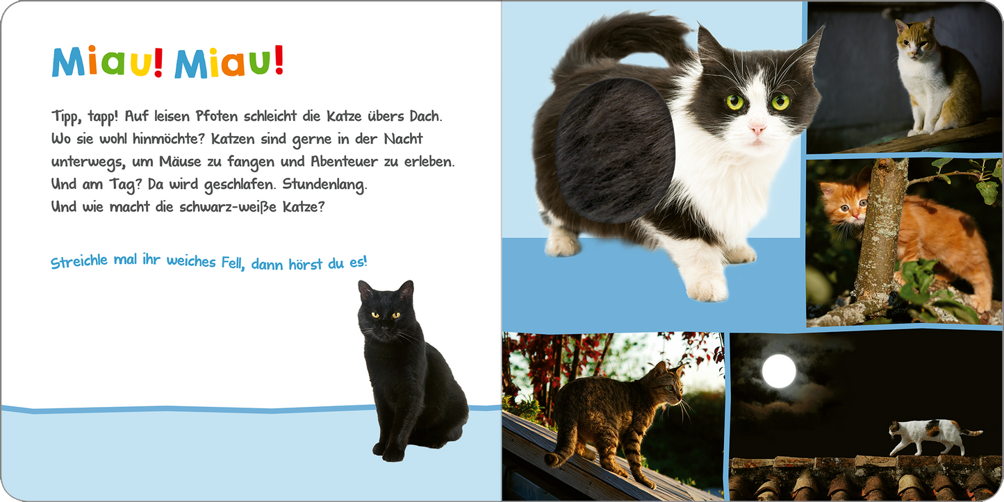 Gezeigt wird eine Innen- oder Zusatzansicht von „Hör mal rein, wer kann das sein? – Tiere in der Nacht“. Die Seite zeigt einen freundlichen, bunten Hintergrund in Blau und Hellgrün. Links steht der Text „Miau! Miau!“ in einer fröhlichen, verspielten Schriftart. Rechts sind vier Bilder von verschiedenen Katzen in actionreichen Posen, mit einer Mischung aus Schwarz, Weiß und anderen Fellfarben. Die Gestaltung wirkt einladend und spricht Kinder an.
