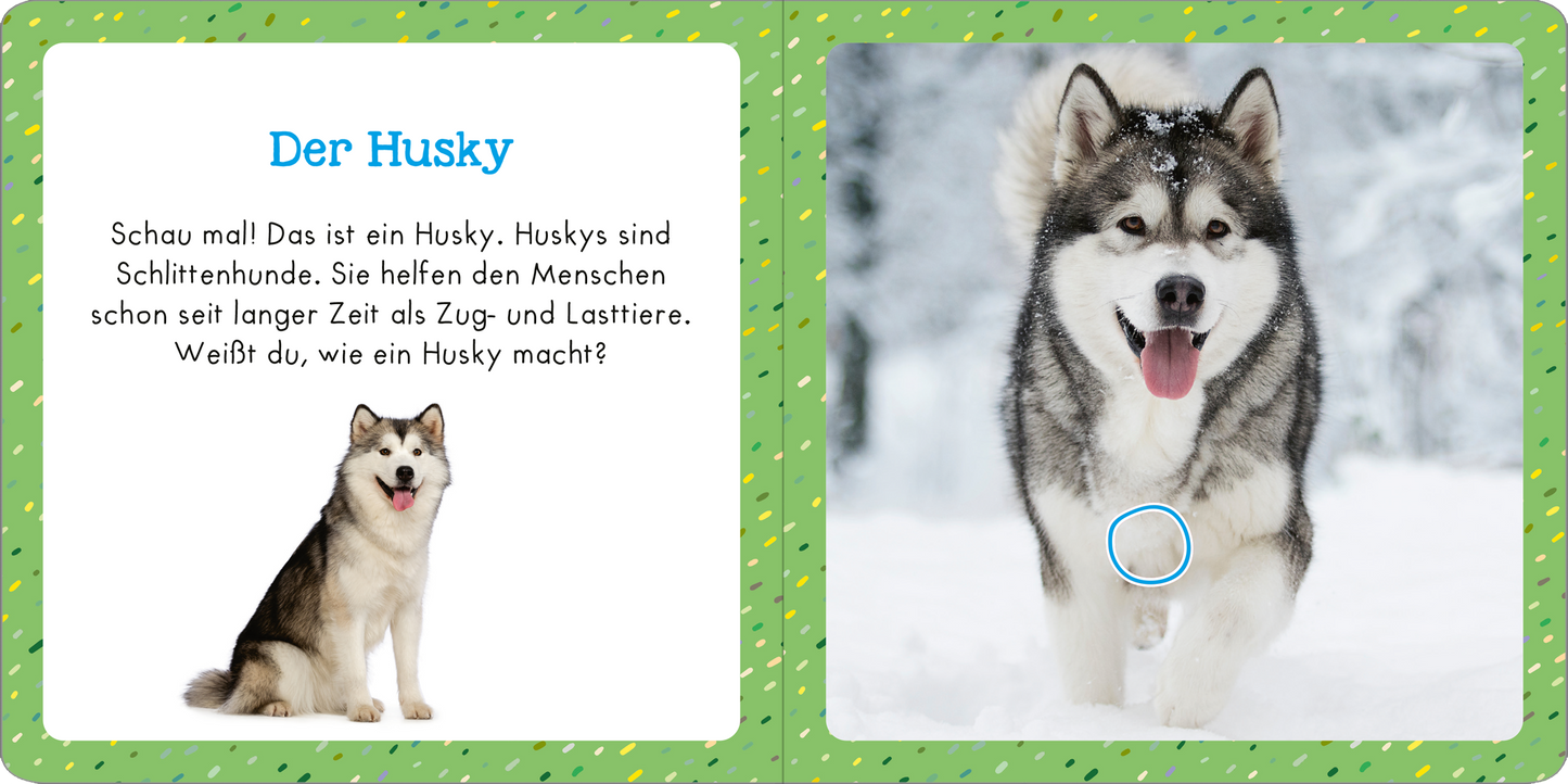 Gezeigt wird eine Innen- oder Zusatzansicht von „Soundbuch für Klitzekleine - Tiere im Winter“. Die linke Seite zeigt einen niedlichen Husky mit braun-grauem Fell und aufmerksamen Augen, umgeben von einer grünen, gepunkteten Bordüre. Der Text „Der Husky“ ist in blauer Schrift hervorgehoben. Auf der rechten Seite befindet sich ein lebendiges Foto eines Husky im Schnee, das seine verspielte Natur einfängt. Der Hintergrund ist hell und winterlich gestaltet.