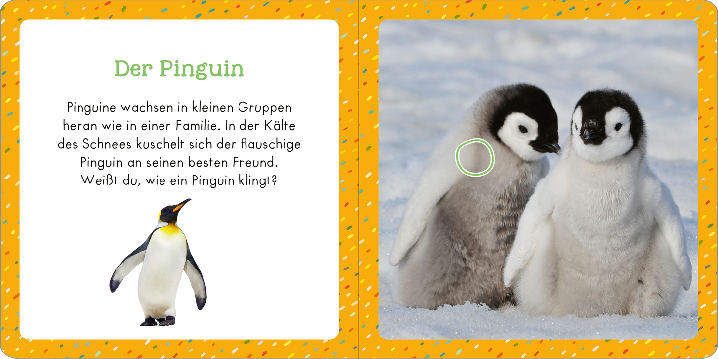 Gezeigt wird eine Innen- oder Zusatzansicht von „Soundbuch für Klitzekleine - Tiere im Winter“. Links ist ein farbenfrohes Bild eines Pinguins zu sehen, der in Schwarz, Weiß und Gelb gestaltet ist, daneben steht der Titel „Der Pinguin“ in grüner Schrift. Auf der rechten Seite sind zwei flauschige Pinguinküken abgebildet, die sich aneinander kuscheln. Der Hintergrund zeigt eine winterliche Schneelandschaft, die durch sanfte Blau- und Grautöne dominiert wird. Ein einladender und...
