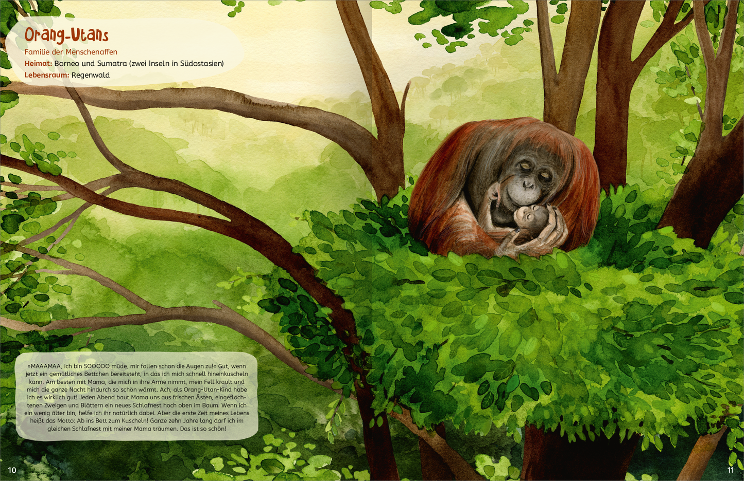 Gezeigt wird eine Innen- oder Zusatzansicht von „Kuscheln“. Die Illustration zeigt einen orangenen Orang-Utan, der ein Baby in seinen Armen hält, eingebettet in üppigem, grünem Blattwerk eines Regenwaldes. Die Farben sind harmonisch und lebendig, mit zahlreichen Grüntönen im Hintergrund und einem warmen, einladenden Orange des Orang-Utans. Die Schrift ist verspielt und gut lesbar, um die Informationen über die Tiere ansprechend zu vermitteln.