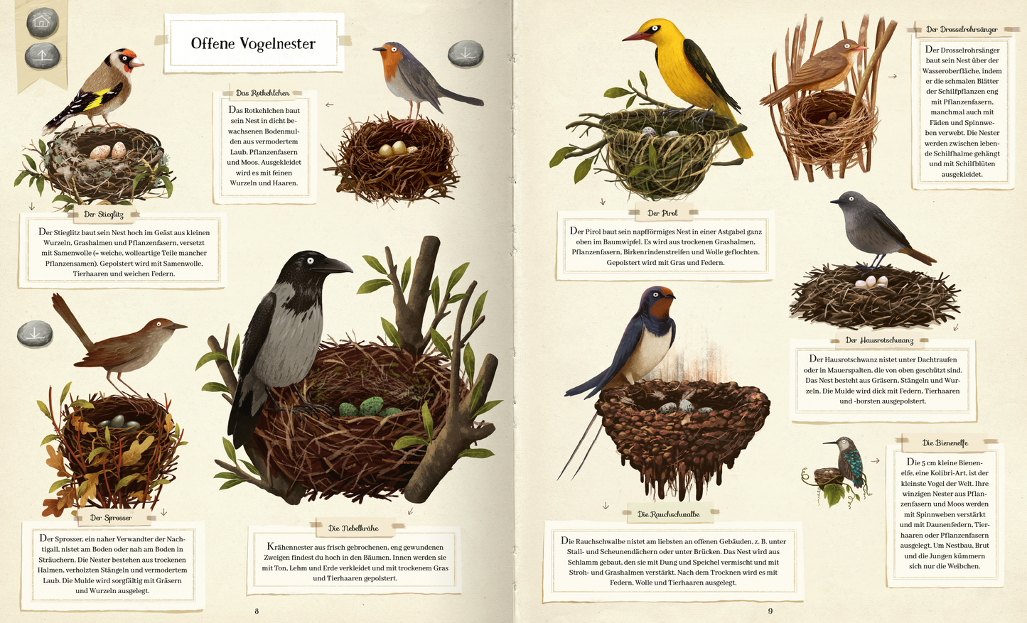 Gezeigt wird eine Innen- oder Zusatzansicht von „Tierisch gut gebaut – Von Nestern, Höhlen und anderen Tierwohnungen“. Die Seite zeigt verschiedene Vogelarten und ihre Nester, illustriert in warmen Erdtönen. Auf der linken Seite sind mehrere Vogel-Nester abgebildet, während rechts ein Gelb-vogel und andere Vögel in Ansichten zu sehen sind. Die Typografie ist klar und informativ, mit erläuternden Textblöcken unter jedem Nest, die die spezifischen Merkmale hervorheben.