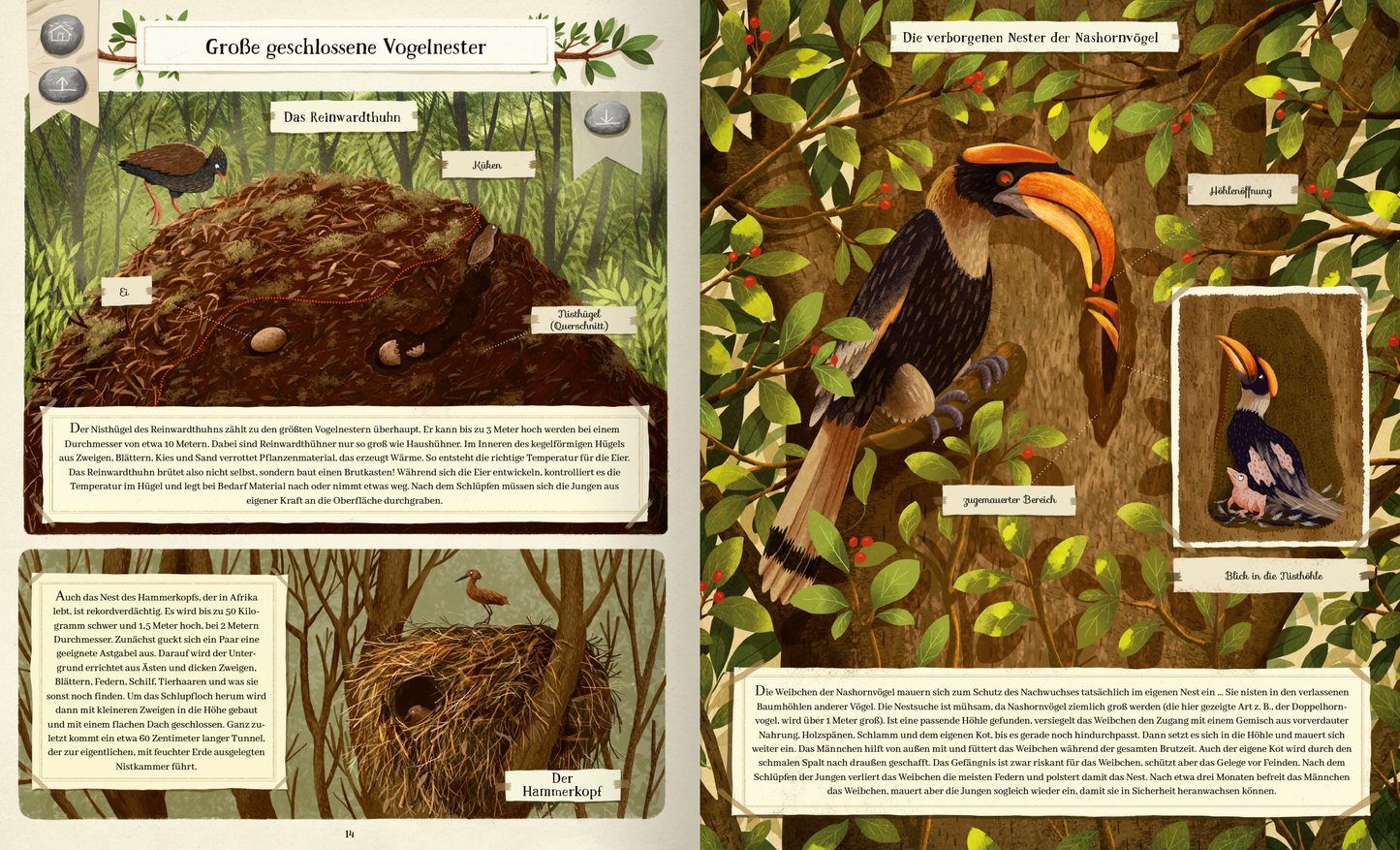 Gezeigt wird eine Innen- oder Zusatzansicht von „Tierisch gut gebaut – Von Nestern, Höhlen und anderen Tierwohnungen“. Die Seite ist reich illustriert mit lebendigen, natürlichen Grüntönen und Brauntönen. Links ist ein großes Vogelnest dargestellt, umgeben von Blättern und einem Ei. Rechts sieht man einen bunten Vogel mit einem ausgeprägten Schnabel, der auf einem Holzstamm sitzt. Die Typografie ist klar und gut lesbar, mit informativen Textboxen und Überschriften, die wichtige...