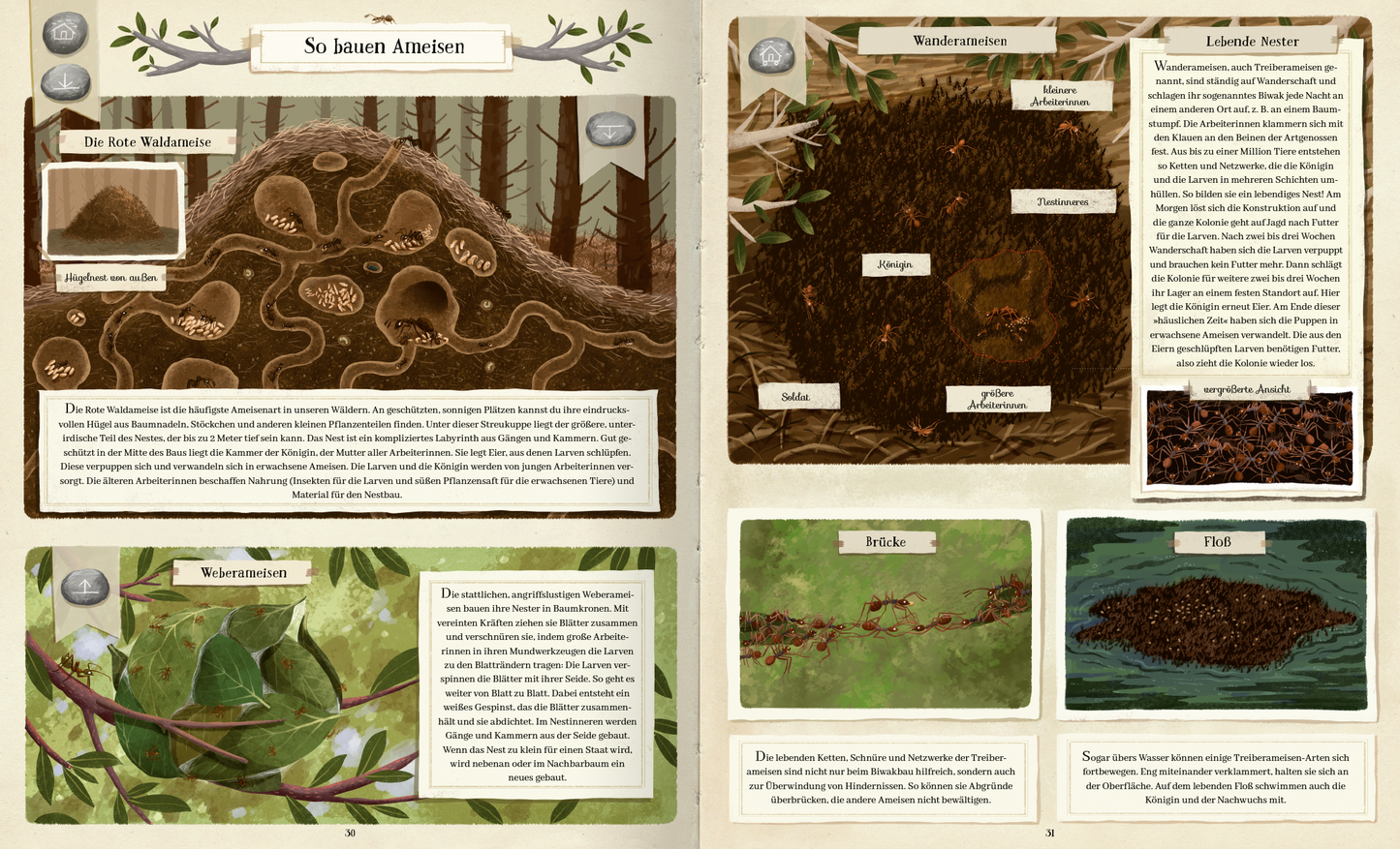 Gezeigt wird eine Innen- oder Zusatzansicht von „Tierisch gut gebaut – Von Nestern, Höhlen und anderen Tierwohnungen“. Die Seite zeigt reich illustrierte Szenen von Ameisenwohnungen und verschiedenen Lebensräumen. Dominierende Farben sind warme Brauntöne mit grünen Akzenten. Die Typografie ist klar und gut lesbar, mit informativen Textkästen, die zusätzliche Details zu den Abbildungen bieten. Illustrationen zeigen sowohl die Strukturen als auch die Umgebung der Tiere in...