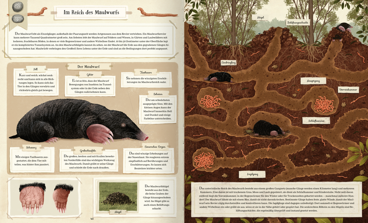 Gezeigt wird eine Innen- oder Zusatzansicht von „Tierisch gut gebaut – Von Nestern, Höhlen und anderen Tierwohnungen“. Die Seite präsentiert einen Maulwurf in der Mitte, umgeben von detaillierten Illustrationen seiner Lebensumgebung und Wurzeln. Die Farbpalette umfasst Erdtöne, Grüntöne und sanfte Pastellfarben. Informative Texte sind in klarer, gut lesbarer Schriftart gesetzt, während die Überschriften in einer markanten typografischen Gestaltung hervorgehoben sind, um die...