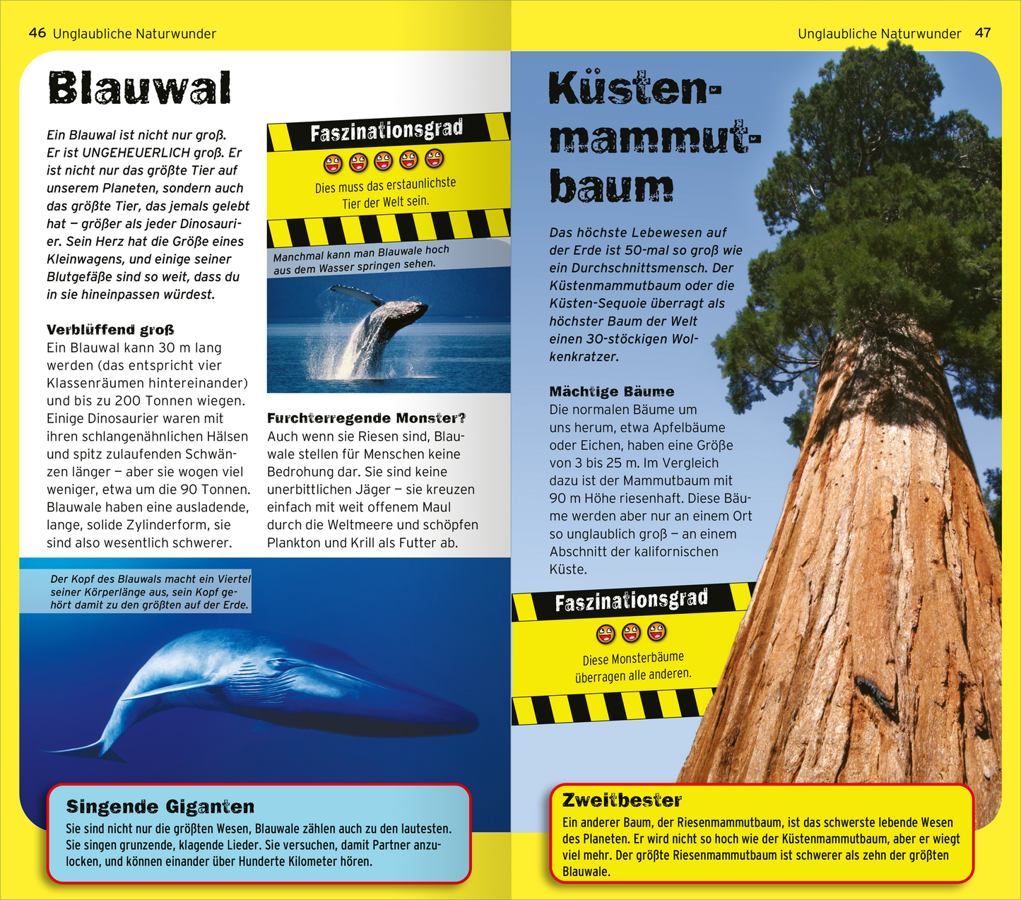 Gezeigt wird eine Innen- oder Zusatzansicht von „Die 100 unglaublichsten Dinge der Welt“. Die Seite zeigt eine Mischung aus Text und Bildern über beeindruckende naturwissenschaftliche Phänomene, darunter der Blauwal und der Küstensequoia. Die Farben sind lebendig, mit auffälligen gelben und schwarzen Akzenten, die wichtige Informationen hervorheben. Die Typografie ist klar und gut lesbar, mit großen Überschriften und informativen Textblöcken, die die Faszination der Themen...