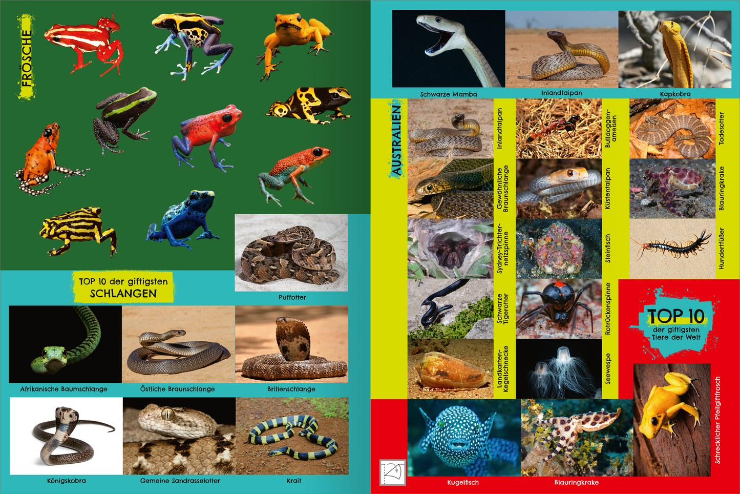 Gezeigt wird eine Innen- oder Zusatzansicht von „Das giftigste Stickerheft der Welt“. Die Seite präsentiert eine grüne und eine rote Farbfläche, die jeweils mit Bildern von gefährlichen Tieren versehen sind. Auf der linken Seite sind bunte Frösche und Schlangenblätter abgebildet, während die rechte Seite verschiedene gefährliche Unterwasserlebewesen zeigt. Die Typografie ist klar und gut lesbar, wobei Titel und Untertitel in auffälligen Farben hervorgehoben sind.