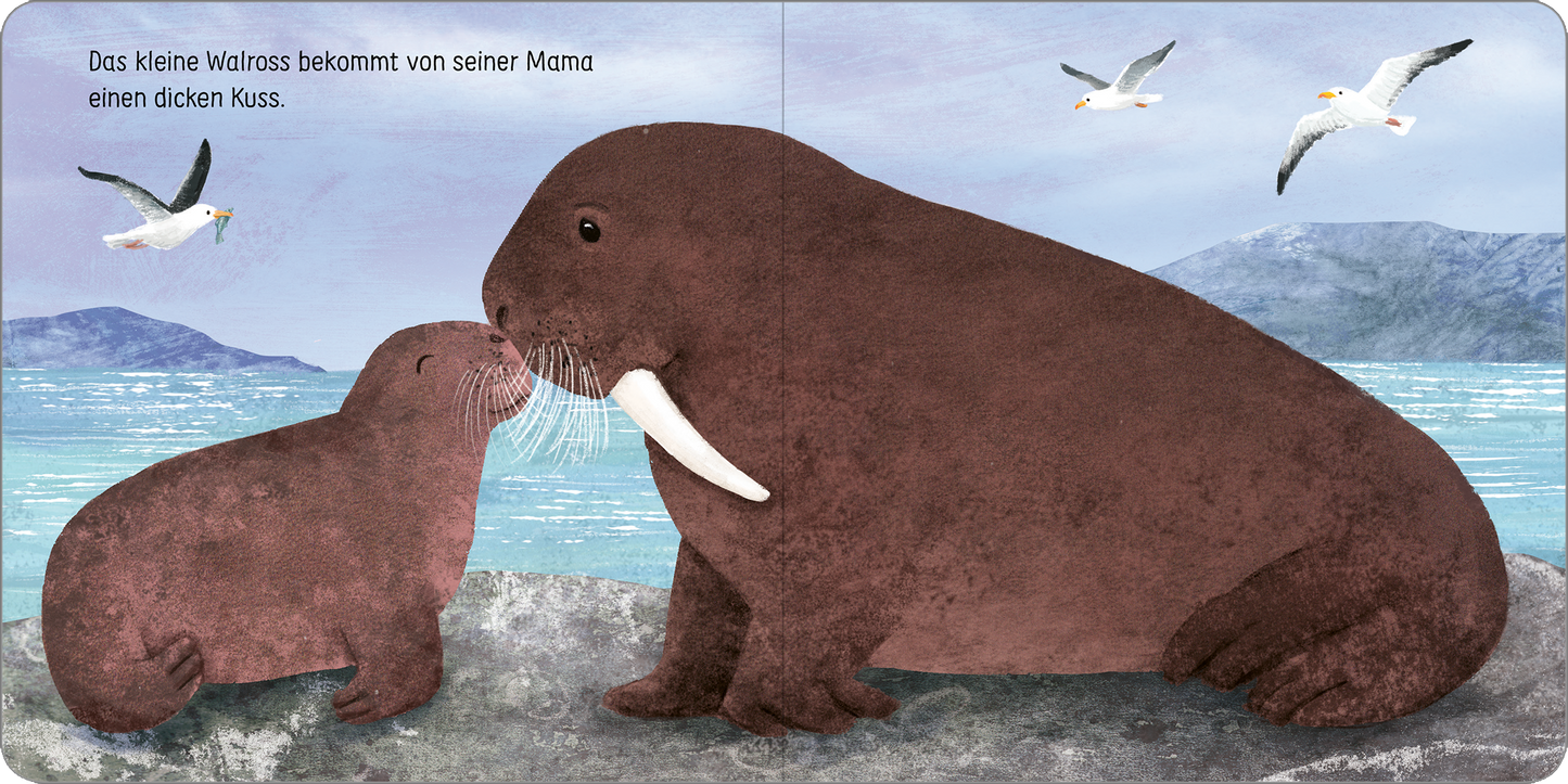 Gezeigt wird eine Innen- oder Zusatzansicht von „Komm kuscheln, kleine Robbe!“. Auf der Illustration sind zwei Walrosse in Braun- und Grautönen abgebildet, die liebevoll einander zuwenden. Der Hintergrund zeigt eine sanfte Küstenlandschaft mit blauen und grünen Elementen. Im oberen Bereich fliegen einige Möwen, während die Schrift in klarer, verspielter Typografie festhält, dass das Kleintier von seiner Mama einen dicken Kuss erhält.