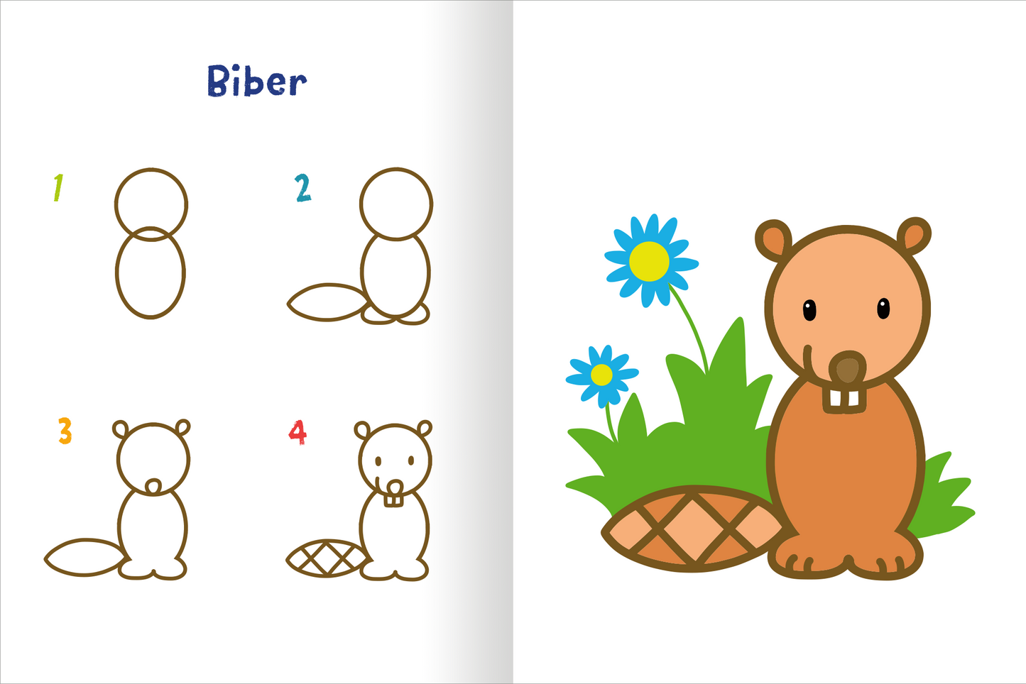 Gezeigt wird eine Innen- oder Zusatzansicht von „Meine bunte Zeichenschule“. Auf der linken Seite sind vier Schritte zur Zeichnung eines Bibers abgebildet, die in einfachen, braunen Linien dargestellt sind. Auf der rechten Seite sitzt ein färbiger, freundlicher Biber mit einem braunen Fell, großen, runden Augen und einem auffälligen Schwanz. Im Hintergrund sind grüne Pflanzen und eine blaue Blume zu sehen. Die Überschrift „Biber“ ist in kräftigem Blau geschrieben und unterstützt...