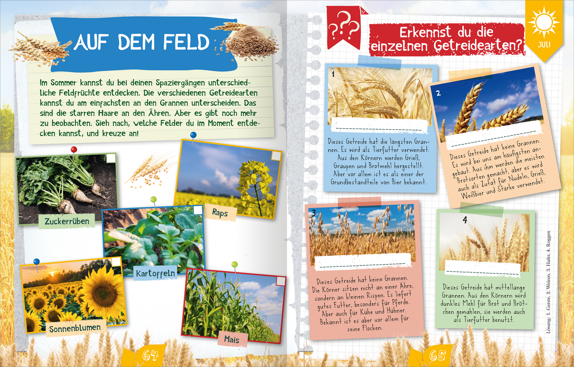 Gezeigt wird eine Innen- oder Zusatzansicht von „Naturforscher-Kids – Durch das Jahr“. Die Seite präsentiert verschiedene Getreidearten und ihre Anbauumgebungen. Bunte Fotos von Zuckererbsen, Raps, Kartoffeln und Sonnenblumen sind um eine zentrale Frage gruppiert: „Erkennst du die einzelnen Getreidearten?“ Die Schrift ist kindgerecht und klar lesbar, mit einer Mischung aus großen und bunten Schriftarten, die lebendige Farben wie Gelb und Blau enthalten. Elemente sind auf einem...