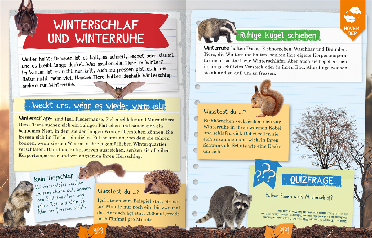 Gezeigt wird eine Innen- oder Zusatzansicht von „Naturforscher-Kids – Durch das Jahr“. Die Doppelseite ist bunt gestaltet, mit einem rot-weißen Titelkästchen „WINTERSCHLAF UND WINTERRUHE“ oben links. Textfelder in verschiedenen Farben erklären das Thema, unter anderem in Gelb und Blau. Illustrationen von Tieren wie Dachsen und Waschbären ergänzen den Text. Die freundliche, verspielte Typografie spricht Kinder an und unterstützt das Lernen mit Quizfragen. Ein Baum und seine...