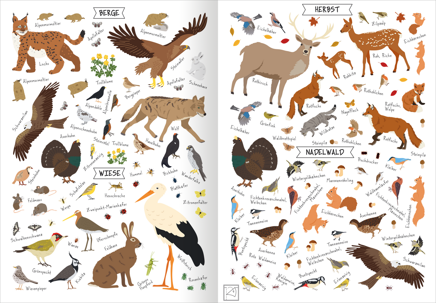 Gezeigt wird eine Innen- oder Zusatzansicht von „Naturforscher-Kids – Stickerheft Heimische Tierwelt“. Die beiden Seiten sind lebhaft und farbenfroh gestaltet, mit Illustrationen verschiedener Tiere und Pflanzen, die jeweils in Kategorien wie „Berge“, „Wiese“, „Herbst“ und „Nadelwald“ eingeteilt sind. Die Zeichnungen sind in sanften Erdtönen gehalten, während die Schrift eine einfache, klare Typografie verwendet, die gut lesbar ist. Die Anordnung der Elemente sorgt für...