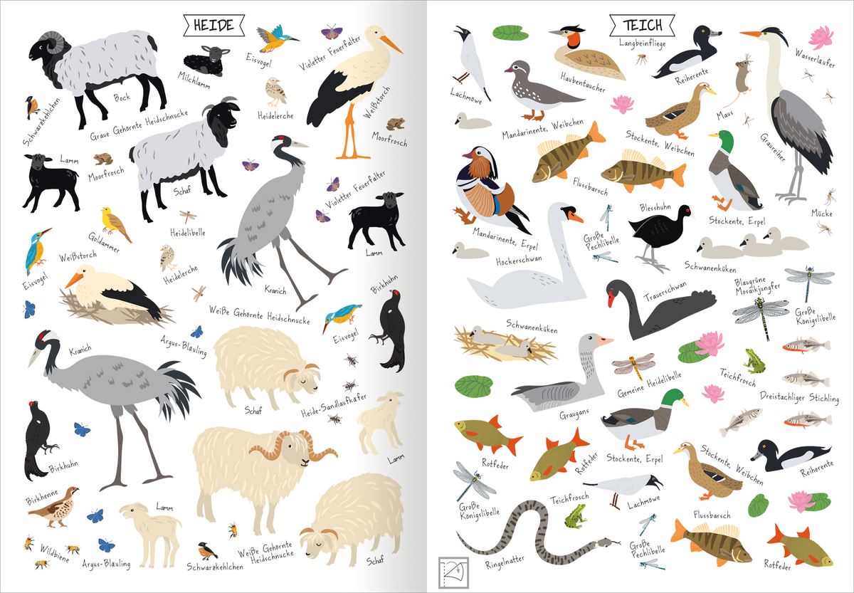 Gezeigt wird eine Innen- oder Zusatzansicht von „Naturforscher-Kids – Stickerheft Heimische Tierwelt“. Die Abbildung ist in zwei Abschnitte unterteilt: links die „Heide“ und rechts den „Teich“. Beide Bereiche zeigen durch bunte, handgezeichnete Illustrationen verschiedene Tiere. Die Farben sind hell und freundlich, mit einem klaren, kindgerechten Schriftbild für die Tiernamen. Es gibt Tiere wie Schafe, Kraniche und Frösche, die umgeben sind von kleinen Symbolen, die die Tierwelt...