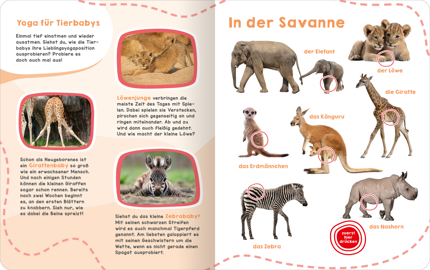 Gezeigt wird eine Innen- oder Zusatzansicht von „Mein großes Geräuschebuch – Tierbabys“. Die Doppelseite ist in sanften Pastellfarben gehalten und zeigt niedliche Illustrationen von Tierbabys in der Savanne. Links wird ein kleiner Text mit Informationen über Tierbabys präsentiert, während rechts verschiedene Tiere wie den Elefanten, das Känguru und das Zebra abgebildet sind. Die typografische Gestaltung ist freundlich und kindergerecht, mit runden, gut lesbaren Schriftarten. Einige...