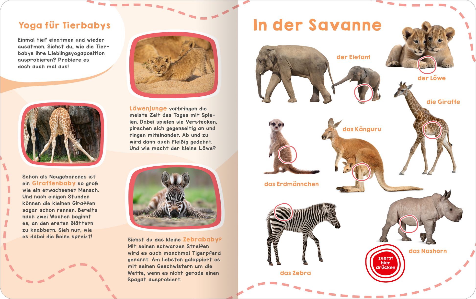Gezeigt wird eine Innen- oder Zusatzansicht von „Mein großes Geräuschebuch – Tierbabys“. Die Doppelseite ist in sanften Pastellfarben gehalten und zeigt niedliche Illustrationen von Tierbabys in der Savanne. Links wird ein kleiner Text mit Informationen über Tierbabys präsentiert, während rechts verschiedene Tiere wie den Elefanten, das Känguru und das Zebra abgebildet sind. Die typografische Gestaltung ist freundlich und kindergerecht, mit runden, gut lesbaren Schriftarten. Einige...