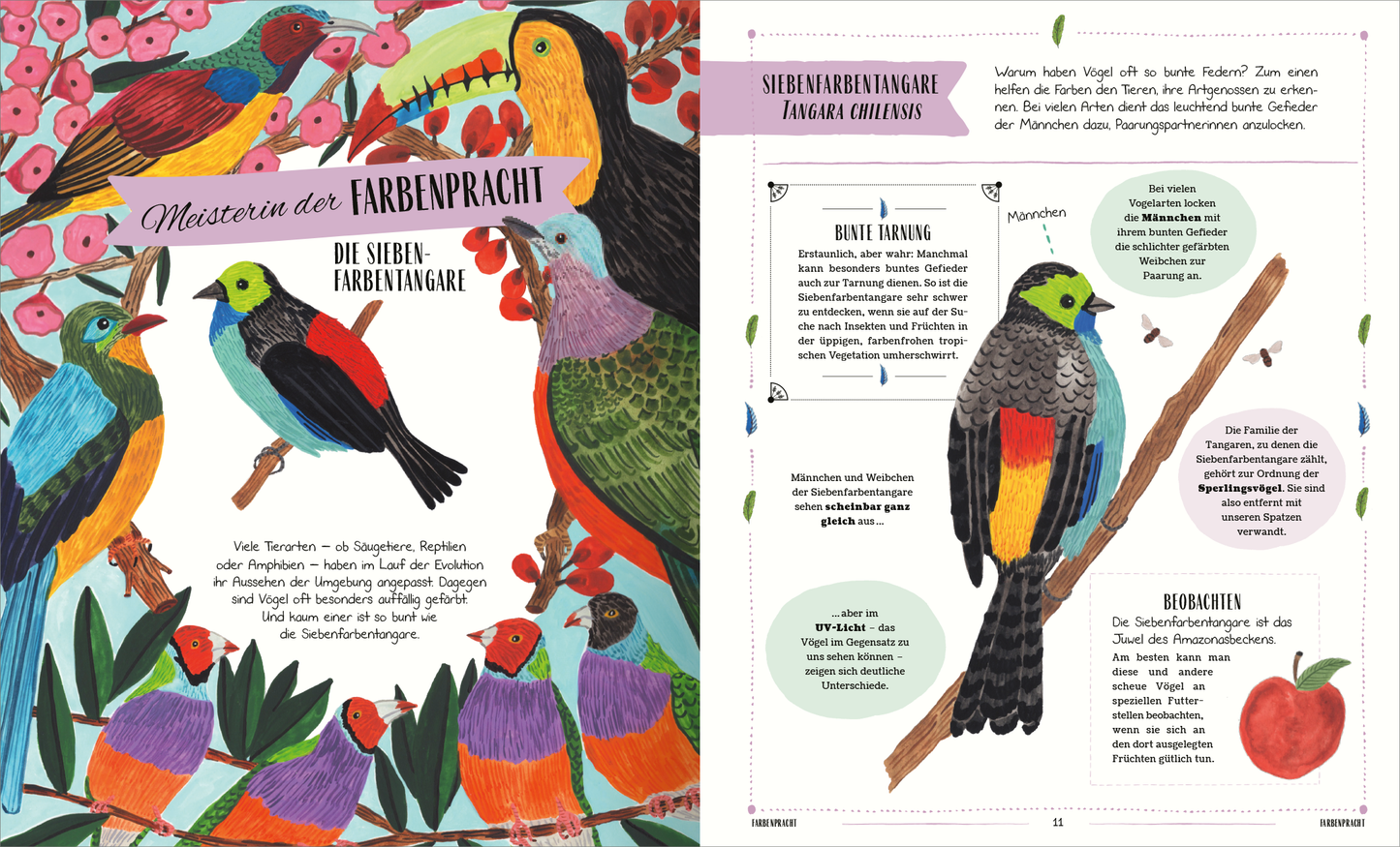 Gezeigt wird eine Innen- oder Zusatzansicht von „Vögel“. Die Seite zeigt farbenfrohe Illustrationen verschiedener Vögel, darunter die Siebenfarben-Gangara, umgeben von blühenden Pflanzen. Die Hauptfarben sind lebhaft, mit grünen, gelben, roten und blauen Akzenten. Die Schrift ist klar und modern, mit Überschriften in größerer, fester Schrift und Fließtext in leserlicher, schmaler Schrift. Auf der rechten Seite befinden sich informative Kästen, die zusätzliche Details über die...