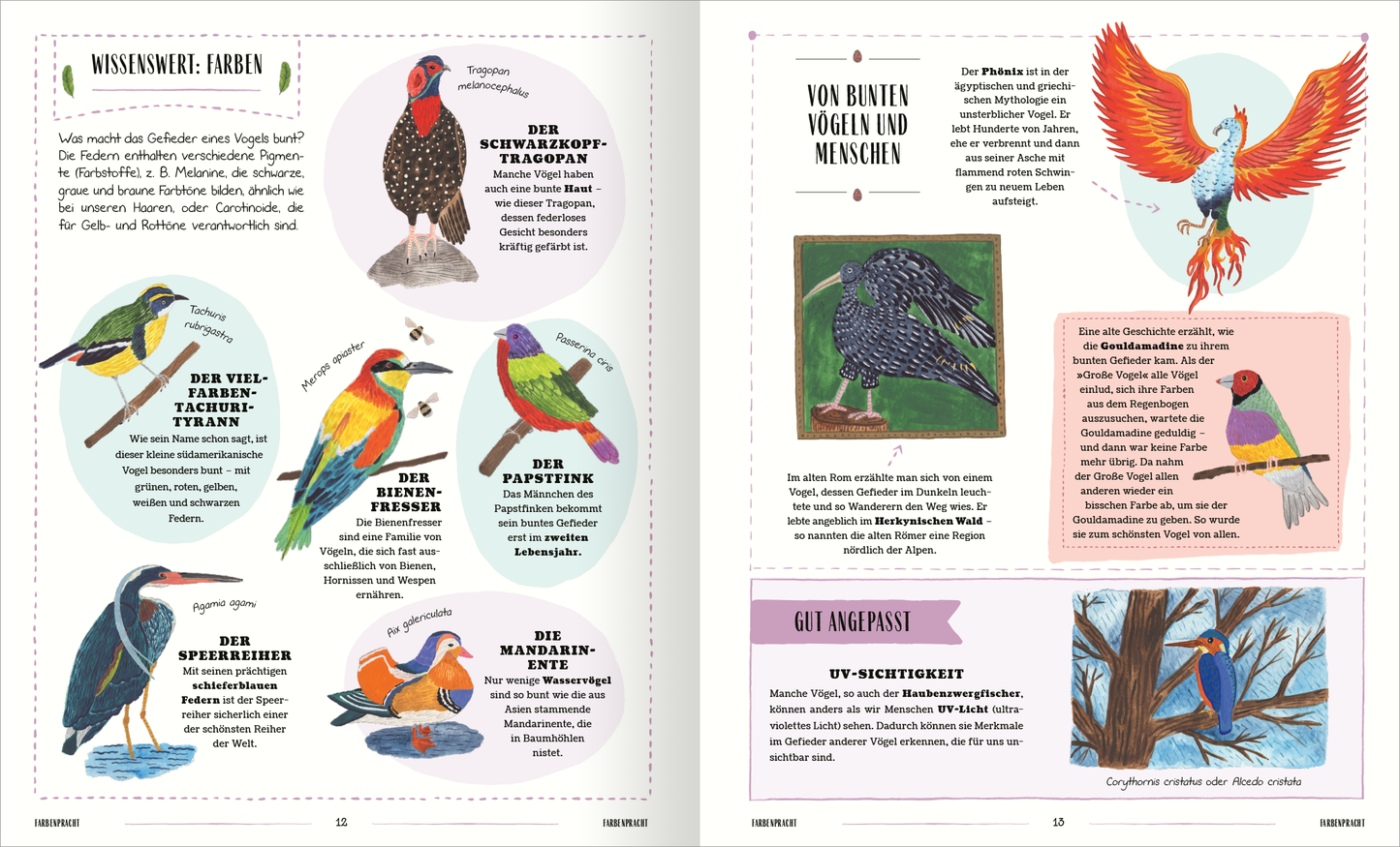 Gezeigt wird eine Innen- oder Zusatzansicht von „Vögel“. Auf der linken Seite sind mehrere farbenfrohe Vogelillustrationen in runden Rahmen angeordnet, jeder mit einem beschreibenden Text in klarer, gut lesbarer Typografie. Die Farben der Vögel variieren von leuchtendem Rot bis hin zu sanften Blau- und Grüntönen. Auf der rechten Seite befindet sich ein Abschnitt mit weiteren Informationen, unterlegt mit zarter Pastellfarbe, das visuell ansprechend und übersichtlich gestaltet ist.