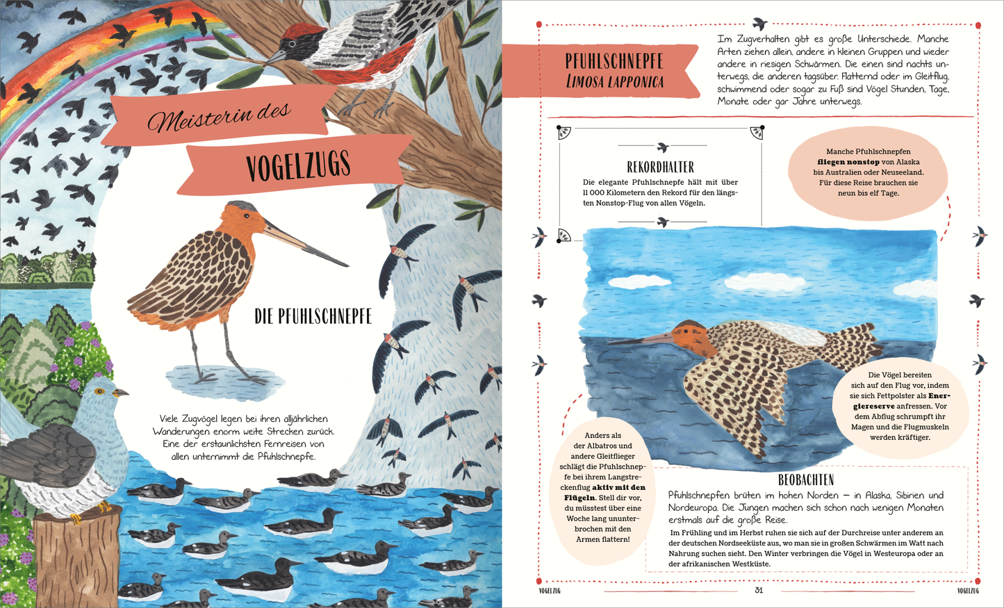 Gezeigt wird eine Innen- oder Zusatzansicht von „Vögel“. Die Seite präsentiert ein farbenfrohes Layout mit einer bunten Darstellung eines Lebensraums, das verschiedene Vogelarten zeigt. Im oberen Bereich ist ein Regenbogen abgebildet, während im Mittelpunkt ein größerer Vogel, die Pfuhlschnäpper, in detailreicher Illustration dargestellt ist. Die Typografie ist modern und gut lesbar, mit klaren Überschriften in kräftigem Rot, und den begleitenden Texten in dunkler Schrift auf hellem...