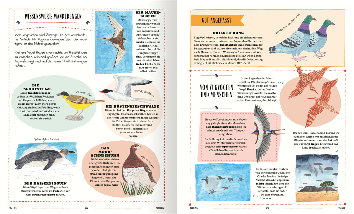 Gezeigt wird eine Innen- oder Zusatzansicht von „Vögel“. Die Seite ist farbenfroh gestaltet und enthält verschiedene Illustrationen von Vögeln, darunter den Kiebitz und den Königspinguin. Textboxen mit einem beige Hintergrund beschreiben Aspekte der Vogelarten, umgeben von bunten Rahmen. Die Typografie ist gut lesbar, mit klaren Überschriften in fetter Schrift und erläuterndem Fließtext. Insgesamt vermittelt die Seite einen informativen und einladenden Eindruck.