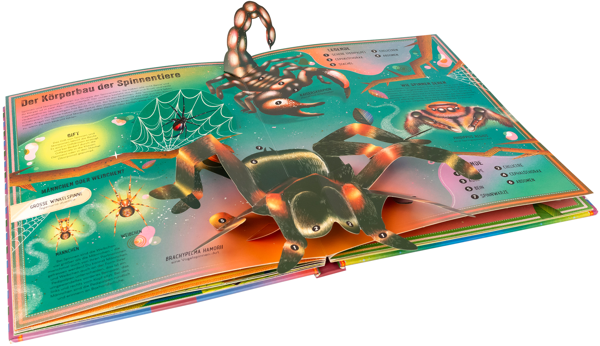 Gezeigt wird eine Innen- oder Zusatzansicht von „Das unglaubliche Pop-up-Buch Insekten“. Die Seite präsentiert lebendige, farbenfrohe Illustrationen mit einer Vielzahl von Insekten und Spinnentieren. Ein herausragendes Pop-up zeigt eine Spinne, während weitere Details wie ein Netz und ein Skorpion in leuchtenden Tönen dargestellt sind. Die Typografie ist klar und kindgerecht, unterstützt durch erläuternde Kästchen mit Informationen über die Körpersysteme der Tiere. Der Hintergrund...