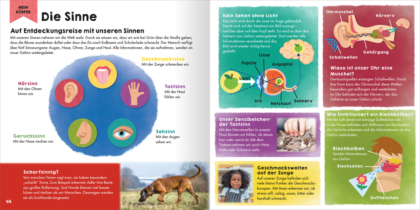 Gezeigt wird eine Innen- oder Zusatzansicht von „Mein erstes Grundschul-Lexikon Natur und Technik“. Die Seite thematisiert die Sinne und zeigt eine farbenfrohe Illustration mit Symbolen für Hören, Sehen, Riechen, Schmecken und Fühlen. Die Überschrift „Die Sinne“ ist in großer, auffälliger Typografie gehalten. Auf der linken Seite befindet sich ein kurzer Text über die Sinne mit einer Erklärung zu jedem Sinn. Bunte Kästen und Informationen zu den Funktionen der Sinne sind gut...