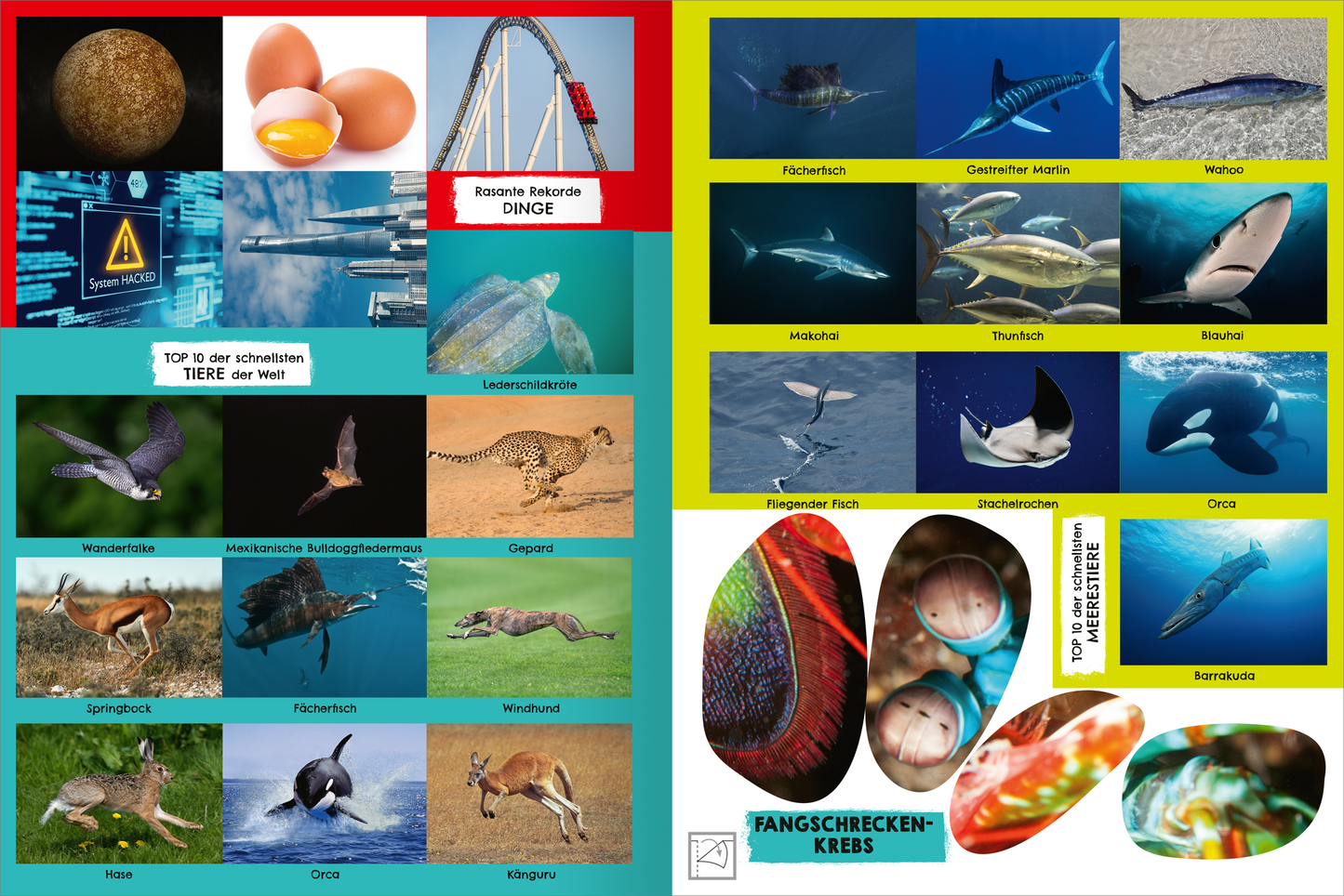 Gezeigt wird eine Innen- oder Zusatzansicht von „Das schnellste Stickerheft der Welt“. Der Hintergrund ist in kräftigen Rot- und Gelbtönen gehalten. Auf der linken Seite sind Bilder von Tieren und interessanten Dingen angeordnet, während die rechte Seite verschiedene Meereslebewesen zeigt. Die Typografie ist klar und kindgerecht, mit großen, auffälligen Schriftarten, die wichtige Informationen in Deutsch hervorheben. Illustrationen sind bunt und ansprechend gestaltet, um die Neugier...