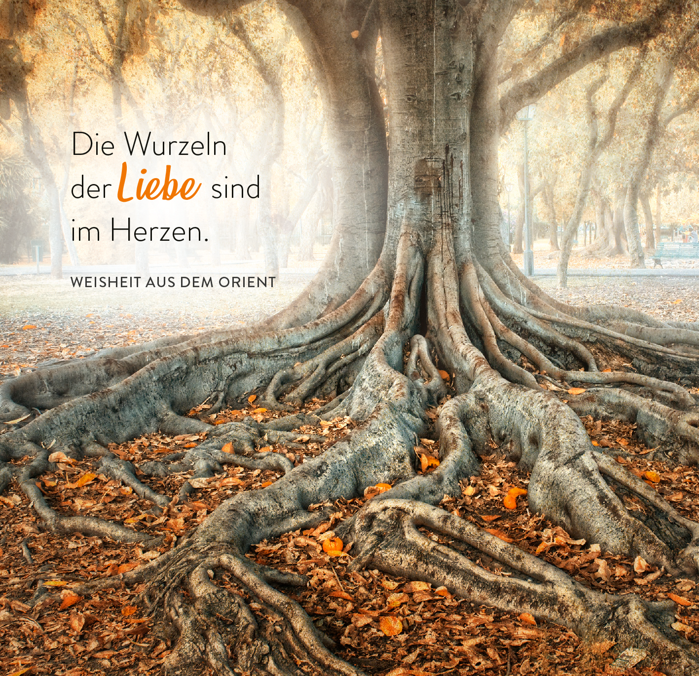 Gezeigt wird eine Innen- oder Zusatzansicht von „365 Inspirationen aus der Natur“. Im Vordergrund dominiert ein mächtiger Baum mit tiefen, verworrenen Wurzeln, die sich wellenartig auf dem Boden ausbreiten. Der Hintergrund zeigt eine sanfte, goldene Lichtstimmung, die durch die Blätter des Baumes gefiltert wird. Der Text „Die Wurzeln der Liebe sind im Herzen“ steht in einer klaren, modernen Schrift, wobei das Wort „Liebe“ in warmen Orangetönen hervorgehoben ist. Unterhalb steht...