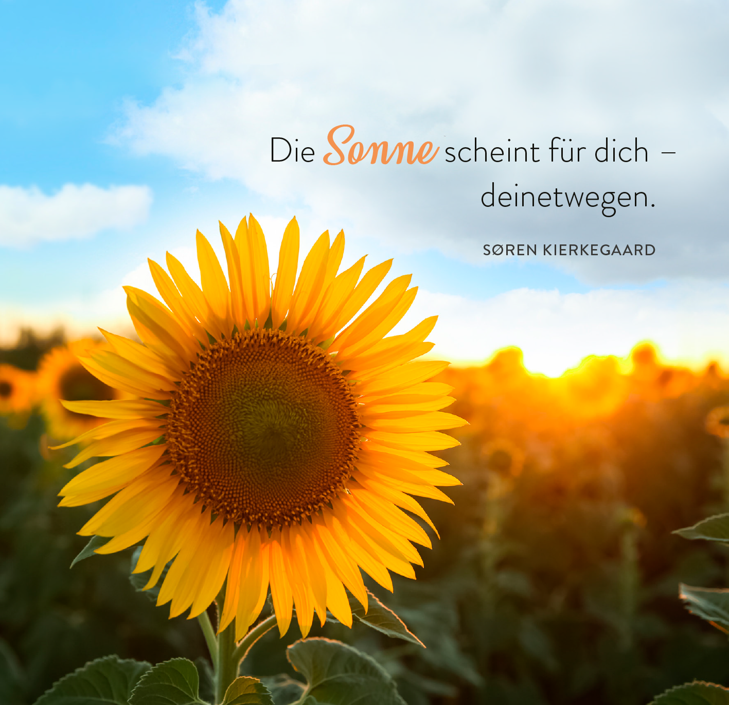 Gezeigt wird eine Innen- oder Zusatzansicht von „365 Tage Sonne im Herzen“. Im Vordergrund ist eine leuchtende Sonnenblume zu sehen, die in warmen Gelbtönen strahlt. Die Blütenblätter sind kräftig ausgeformt und heben sich vor einem sanft verschwommenen Hintergrund ab. Rechts erscheint der Text „Die Sonne scheint für dich – deinetwegen.“ in einer eleganten, modernen Schriftart, wobei „Sonne“ in einem zurückhaltenden Rosaton hervorgehoben wird. Darunter steht der Name...
