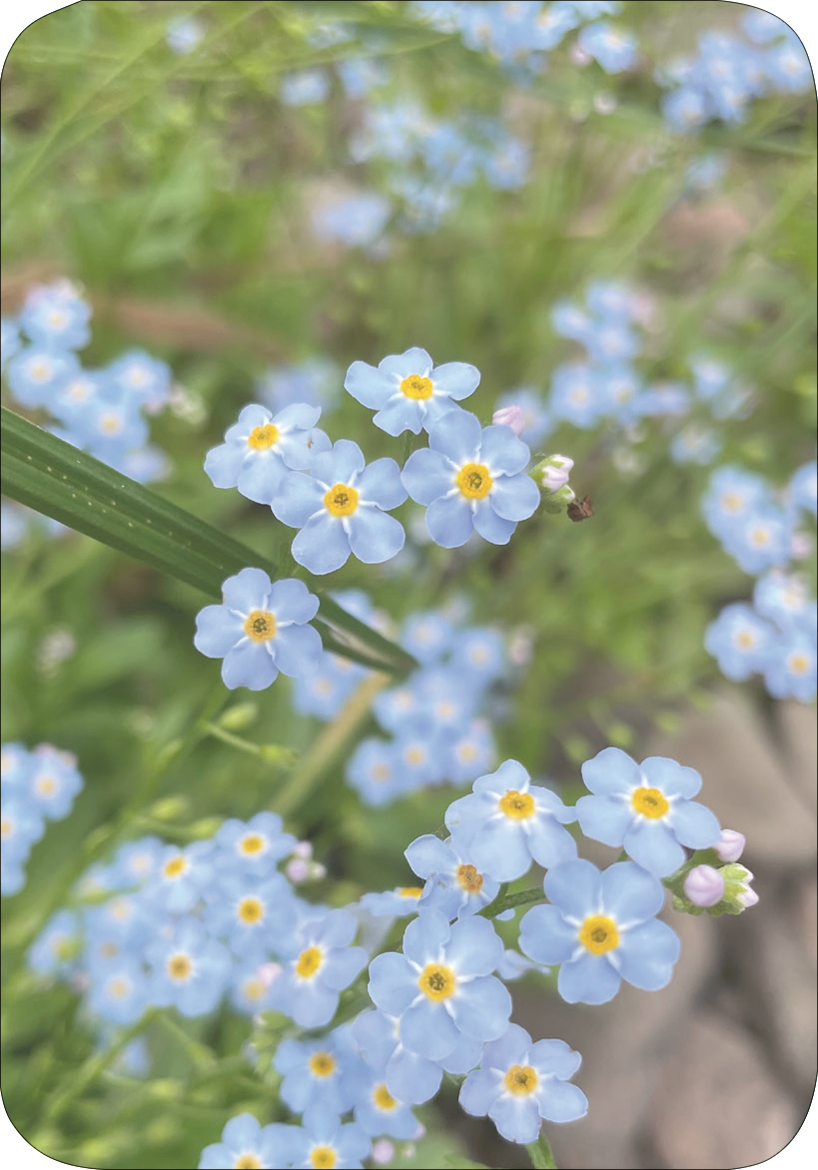 Gezeigt wird eine Innen- oder Zusatzansicht von „Wiesenglück“. Die Abbildung zeigt eine Vielzahl von kleinen, zarten, hellblauen Blumen mit gelben mittleren Blüten, die üppig in einem grünen Umfeld wachsen. Die sanften Farbtöne von Blau und Gelb vermitteln eine fröhliche und einladende Stimmung. Die Typografie des Titels „Wiesenglück“ lässt sich nicht abbilden, wird jedoch ergänzt durch die natürliche Schönheit der dargestellten Pflanzen.