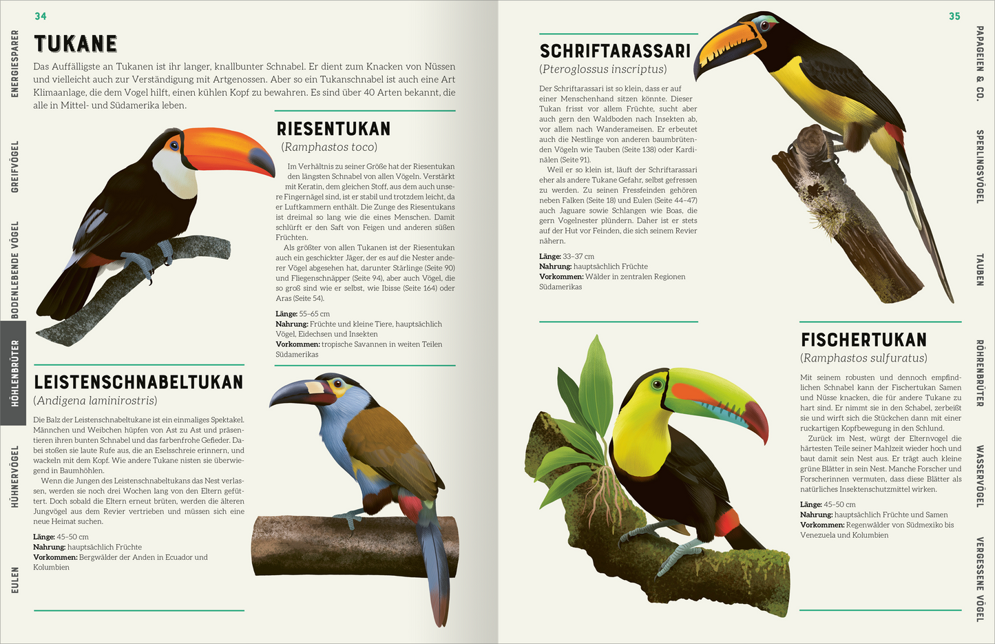 Innenseite aus dem Buch „Das große Lexikon der Vögel“ mit zwei Seiten. Links sind Abbildungen von Tukanen: ein Riesentukan auf einem Ast, darunter ein Leisten-Schnabeltukan. Rechts sind der Schriftarassari und der Fischertukan abgebildet. Die Illustrationen sind farbenfroh, die Tukanen besitzen auffällige, große Schnäbel. Der Hintergrund ist hell, die Texte sind in übersichtlicher, klarer Schriftart und beschreiben die jeweiligen Vogelarten, ihre Merkmale und Lebensräume.