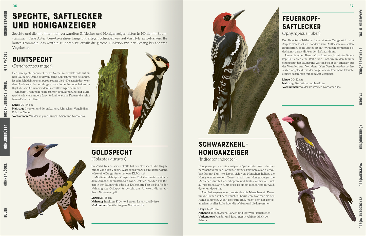 Innenseite aus „Das große Lexikon der Vögel“: Die Doppelseite zeigt Abbildungen von vier verschiedenen Vogelarten, darunter der Buntspecht, Goldspecht, Feuerkopf-Saftlecker und Schwarzkehl-Honiganzieger. Die Bilder sind detailliert und farbenfroh, mit lebhaften Darstellungen der Vögel auf Bäumen. Zu jedem Vogel gehört ein beschreibender Text, der Name, wissenschaftlicher Name und Lebensraum in klarer, moderner Schrift enthält. Die Farbpalette umfasst Grüntöne, Rottöne und...