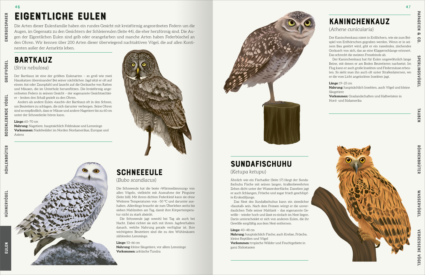 Innenseite aus „Das große Lexikon der Vögel“: Die Seite zeigt verschiedene Eulenarten auf einem sanft beige-grünen Hintergrund. Links sind die „Eigentlichen Eulen“ mit einer Übersicht, die den Bartkauz, die Schneeeule und den Sundafischuhu in farbigen Illustrationen zeigt. Jede Eulenart ist detailliert dargestellt, begleitet von den wissenschaftlichen Namen. Rechts befindet sich der Kaninchenkauz. Die Typografie ist klar und modern, Informationen sind übersichtlich gegliedert und...