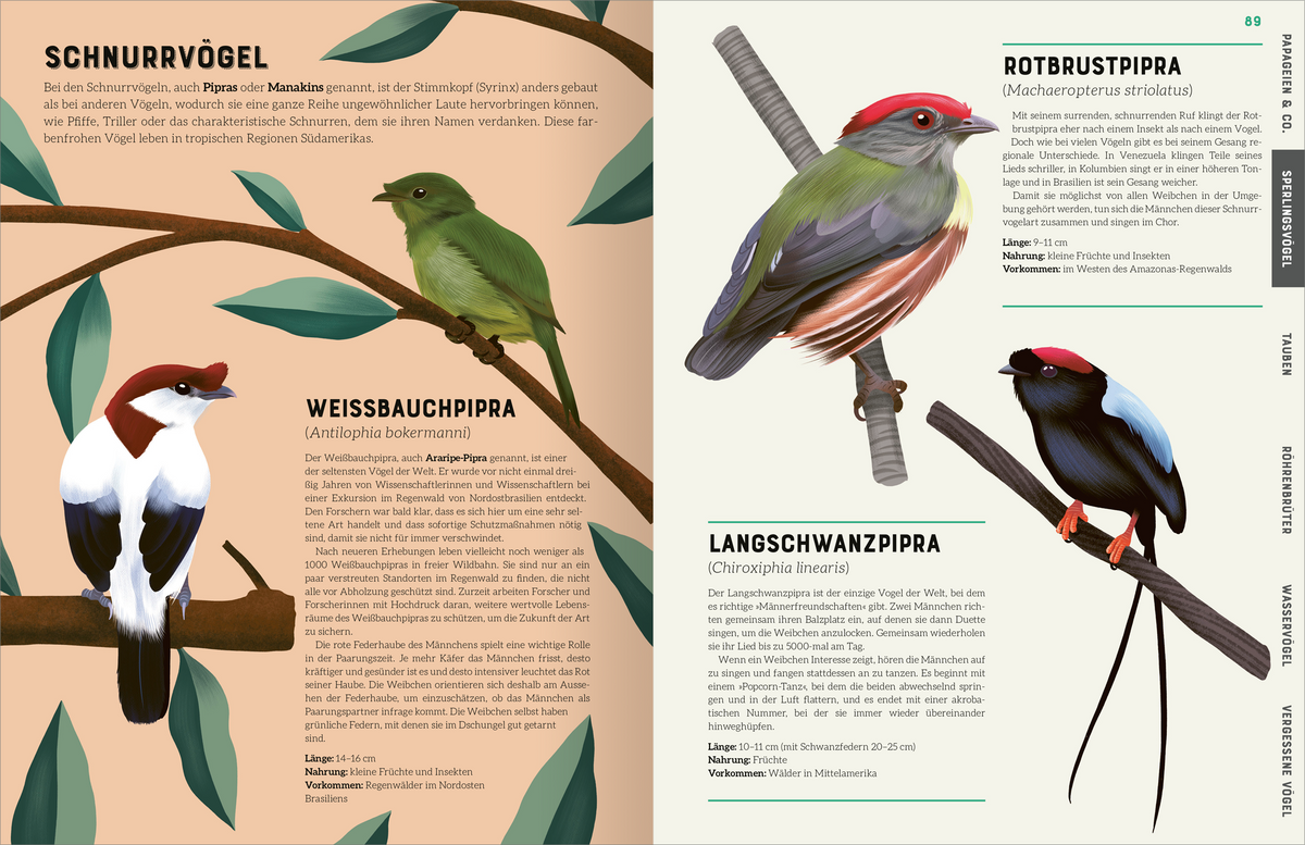 Auf der Innenseite des Buches „Das große Lexikon der Vögel“ sind verschiedene Vogelarten abgebildet. Links ist der Schnurrvogel abgebildet, rechts sind drei weitere Vögel: der Weißbauchpipra, der Rotbrustpipra und der Langschwanzpipra. Die Illustrationen zeigen die Vögel in leuchtenden Farben auf einem beruhigenden, hellen Hintergrund mit stilisierten Blättern. Die Typografie ist klar und informativ, mit den Namen der Vogelarten und kurzen Informationen zu ihren Eigenschaften.