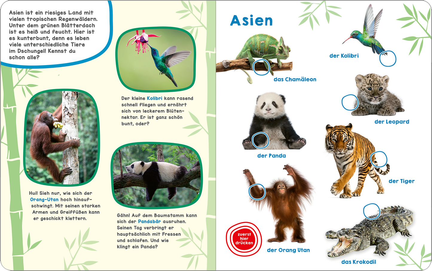 Gezeigt wird eine Innen- oder Zusatzansicht von „Mein großes Geräuschebuch – Tiere der Welt“. Die Seite ist hellgrün mit bunten Illustrationen verschiedener Tiere aus Asien, darunter der Kolibri, das Chamäleon, der Panda, der Leopard, der Tiger, der Orang-Utan und das Krokodil. Jeder Tiername ist in blauer, auffälliger Typografie hervorgehoben. Unterhalb der Tiere sind Sprechblasen mit einladenden Informationen platziert, die den Text optisch auflockern und die Neugier der Kinder...