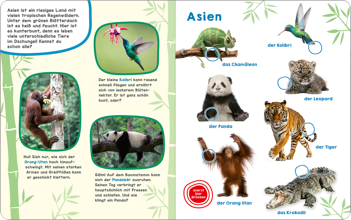 Gezeigt wird eine Innen- oder Zusatzansicht von „Mein großes Geräuschebuch – Tiere der Welt“. Die Seite ist hellgrün mit bunten Illustrationen verschiedener Tiere aus Asien, darunter der Kolibri, das Chamäleon, der Panda, der Leopard, der Tiger, der Orang-Utan und das Krokodil. Jeder Tiername ist in blauer, auffälliger Typografie hervorgehoben. Unterhalb der Tiere sind Sprechblasen mit einladenden Informationen platziert, die den Text optisch auflockern und die Neugier der Kinder...