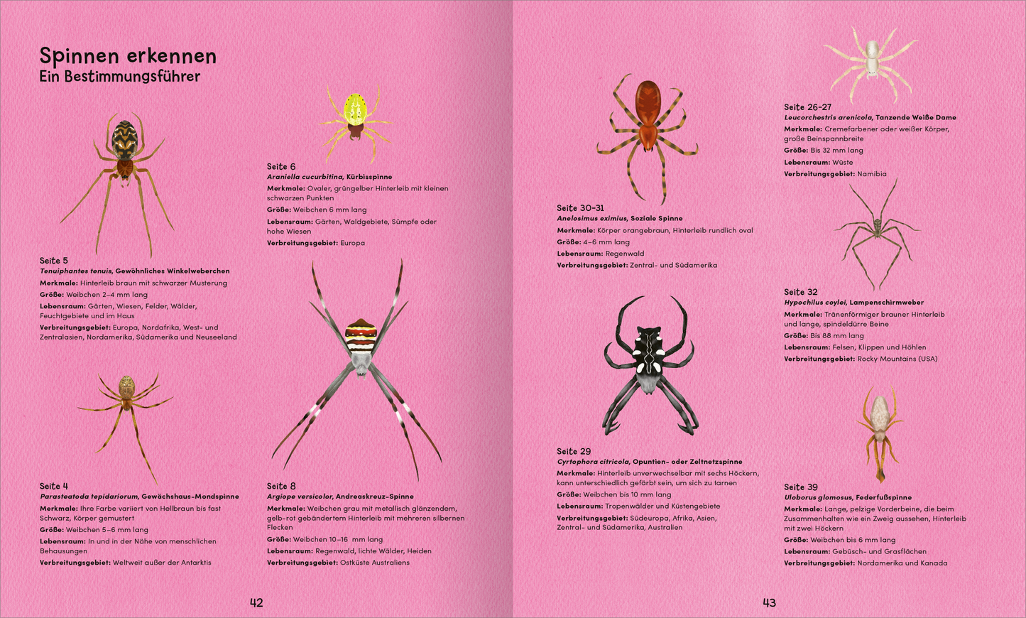 Gezeigt wird eine Innen- oder Zusatzansicht von „Wunderwelt der Spinnennetze“. Die Doppelseite zeigt einen rosa Hintergrund mit Illustrationen verschiedener Spinnen in unterschiedlichen Farben und Formen. Jede Spinne ist detailliert abgebildet, begleitet von kurzen Beschreibungen und Seitenzahlen. Die Typografie ist klar und gut lesbar, wobei die Überschrift „Spinnen erkennen“ in größerer Schriftart hervorgehoben ist. Die Anordnung der Elemente wirkt ansprechend und übersichtlich.