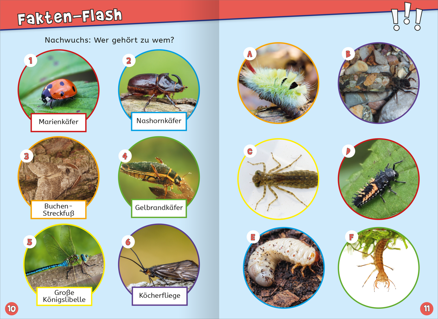 Gezeigt wird eine Innen- oder Zusatzansicht von „Endlich 6 Jahre alt“. Die Doppelseite zeigt eine Illustrationsanordnung mit verschiedenen Käfern und Insekten. Runde, farbige Umrandungen um jede Abbildung betonen die einzelnen Tiere. Der Hintergrund ist in sanften Farben gehalten. Die Beschriftungen sind klar und einfach, in einer freundlichen Schriftart. Die Titel „Fakten-Flash“ und die Fragen sind in einer gut lesbaren, auffälligen Typografie gestaltet.