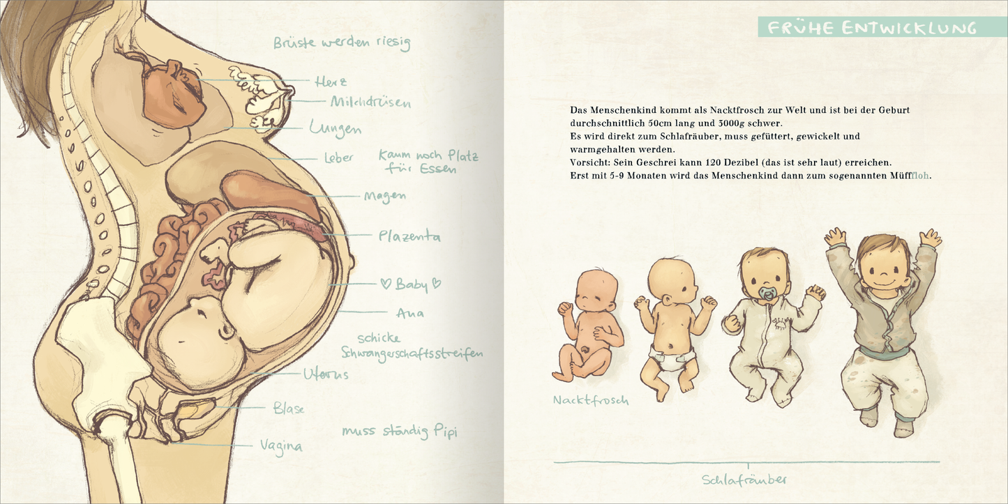 Gezeigt wird eine Innenansicht von „Der MüffFloh“. Die Seiten sind sanft in Pastelltönen gehalten, wobei die linke Seite eine Illustration eines schwangeren Körpers mit einem Fötus zeigt, umgeben von erklärenden Texten in klarer Schrift. Auf der rechten Seite sind drei fröhliche, unterschiedlich gekleidete Babys dargestellt, begleitet von beschreibenden, in einer kindgerechten Schrift verfassten Texten. Die gesamte Gestaltung vermittelt ein warmes und einladendes Gefühl.