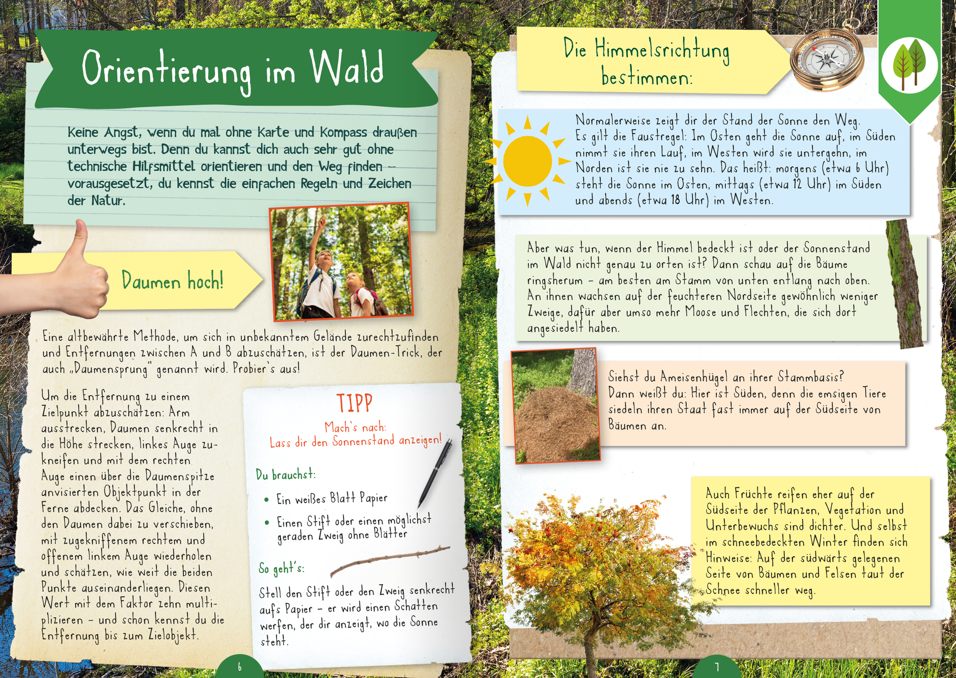 Gezeigt wird eine Innen- oder Zusatzansicht von „Naturforscher-Kids – Mitmachbuch im Wald“. Die Seite ist in sanften Grüntönen gehalten und kombiniert Illustrationen mit Text. Links befindet sich ein Abschnitt über die Orientierung im Wald mit einem abgebildeten Daumen nach oben, während auf der rechten Seite die Himmelsrichtung beschrieben wird, umrahmt von einer Sonne. Die Typografie ist freundlich und gut lesbar, mit verschiedenen Schriftgrößen für Informationen und Tipps, die...