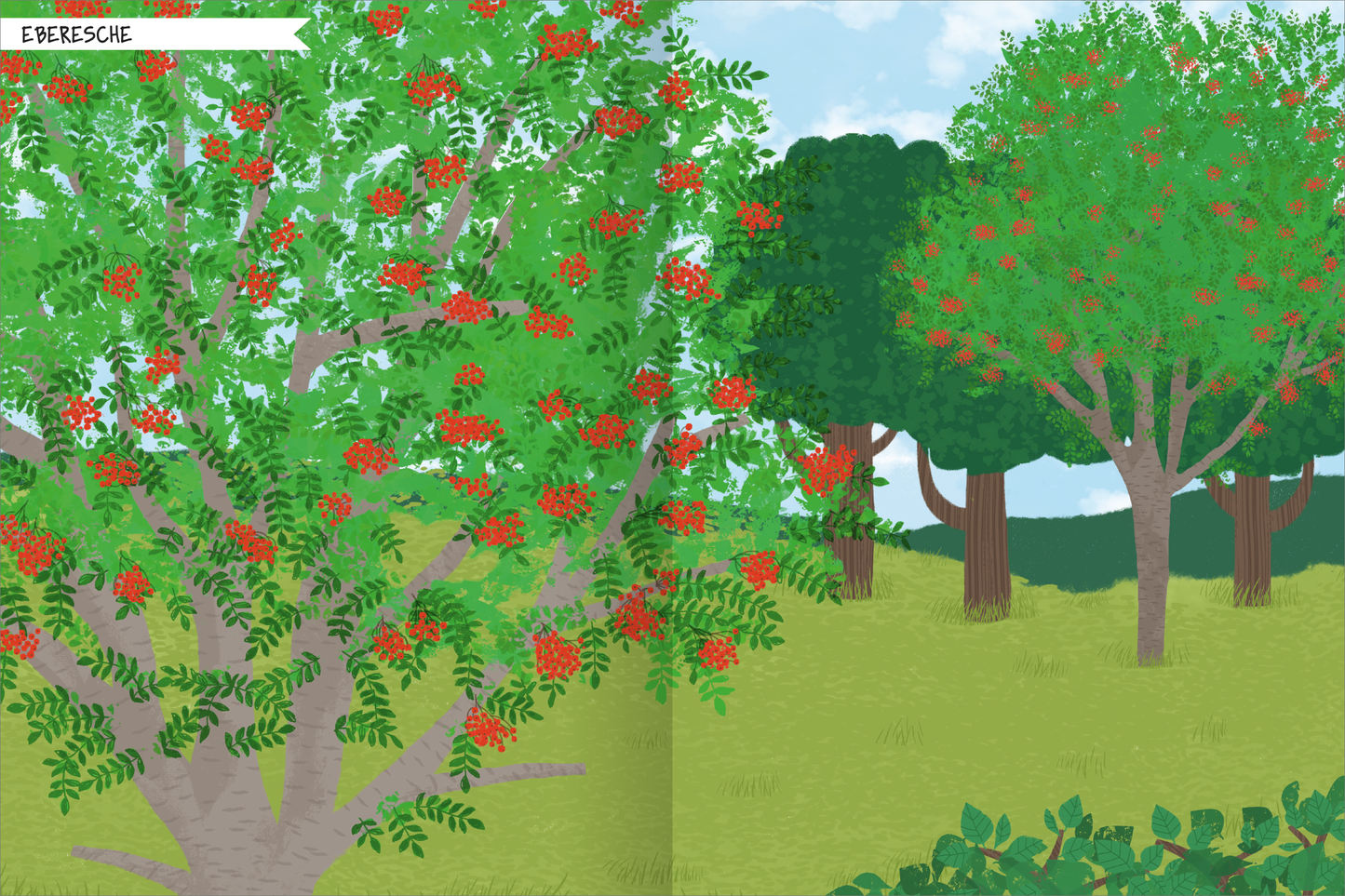 Gezeigt wird eine Innen- oder Zusatzansicht von „Naturforscher-Kids – Stickerheft Bäume“. Die Illustration zeigt eine lebendige Landschaft mit einer großen Eberesche, die reich an roten Beeren ist. Umgeben von verschiedenen grünen Bäumen, harmoniert die Szene mit einem hellblauen Himmel. Die Farben sind kräftig und einladend, während die Typografie in einer kindgerechten Schriftart den Titel „Eberesche“ klar und deutlich hervorhebt. Die gesamte Darstellung vermittelt eine...