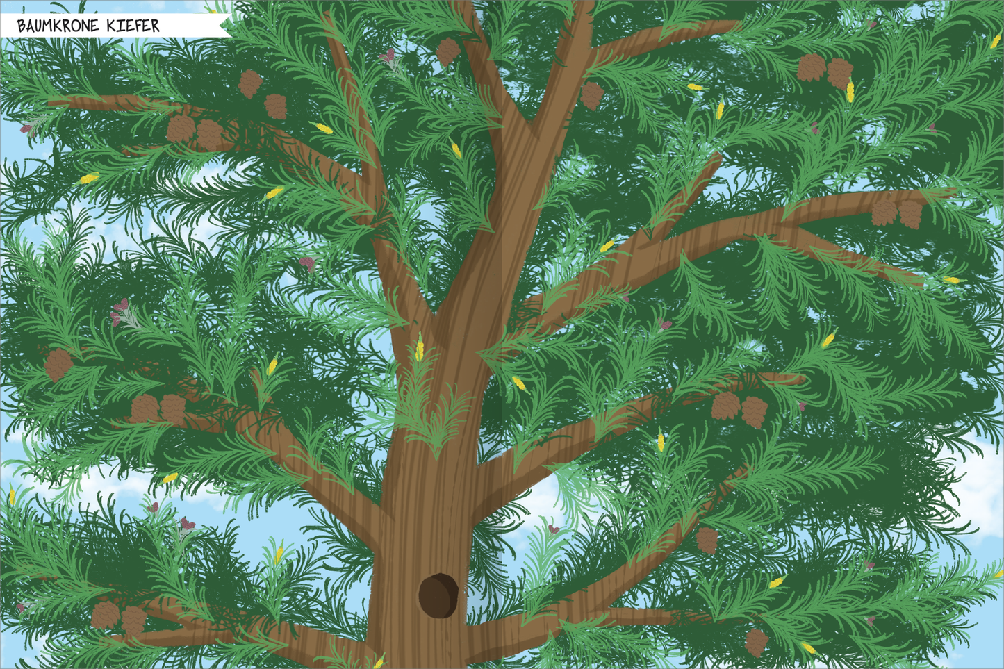 Gezeigt wird eine Innen- oder Zusatzansicht von „Naturforscher-Kids – Stickerheft Bäume“. Die Abbildung zeigt die Baumkrone einer Kiefer mit üppigen, grünen Nadeln und einer braunen, detailliert dargestellten Baumrinde. In den Ästen sind einige Kiefernzapfen sowie kleine, gelbe Blüten zu erkennen. Der Hintergrund ist hellblau mit sanften Wolken, was ein freundliches, einladendes Ambiente schafft. Die Typografie oben zeigt in klaren Buchstaben den Titel „Baumkrone Kiefer“.