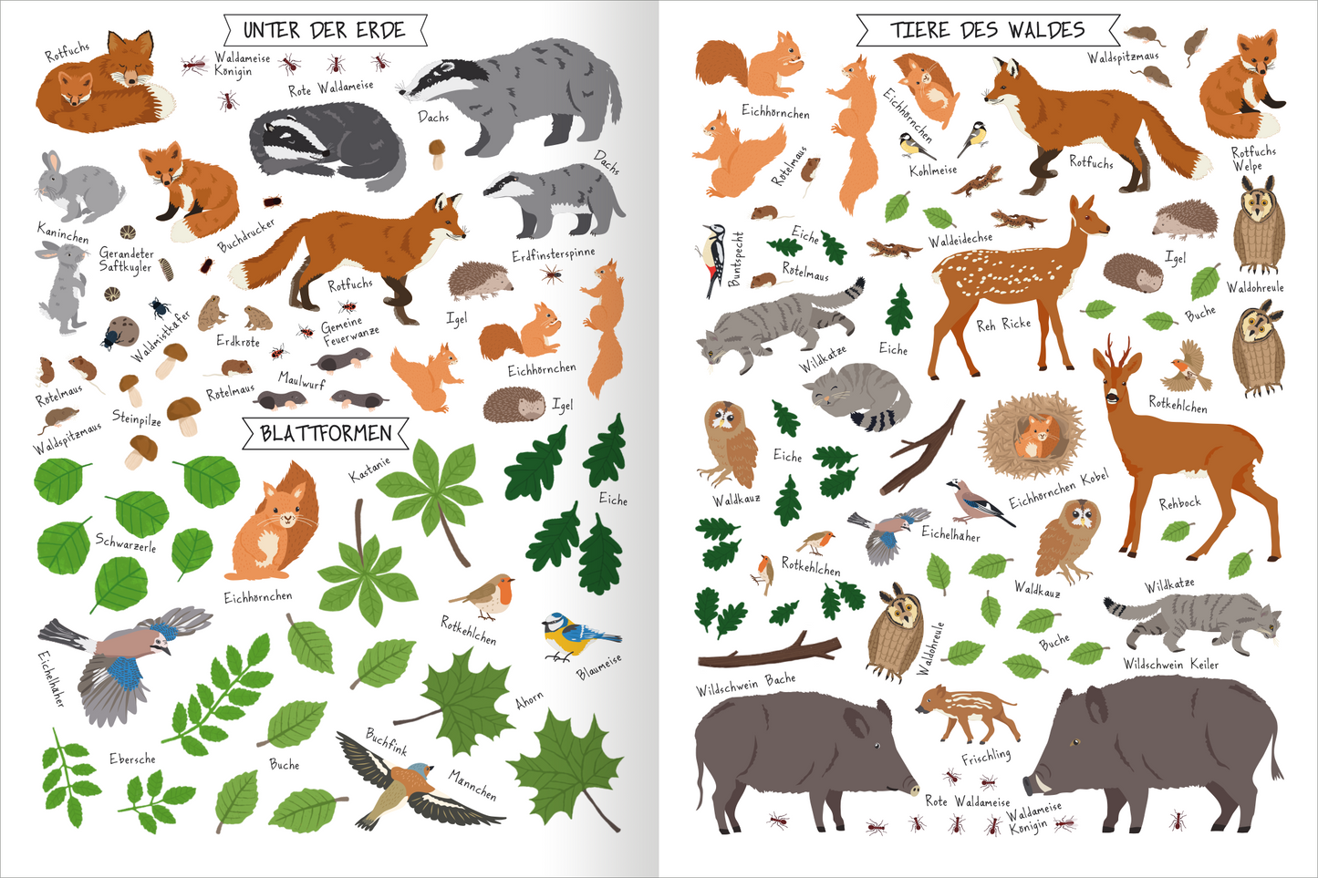 Gezeigt wird eine Innen- oder Zusatzansicht von „Naturforscher-Kids – Stickerheft Bäume“. Die Seite ist in zwei Abschnitte unterteilt: links sind Tiere und Pflanzen „Unter der Erde“ abgebildet, rechts „Tiere des Waldes“. Die Illustrationen zeigen Tiere in freundlichen Farben wie Braun, Grau und Grün, ergänzt durch grüne Blätter. Die Typografie ist klar und kindgerecht, mit handschriftlichen Beschriftungen der dargestellten Tiere und Pflanzen, die deren Namen hervorheben.