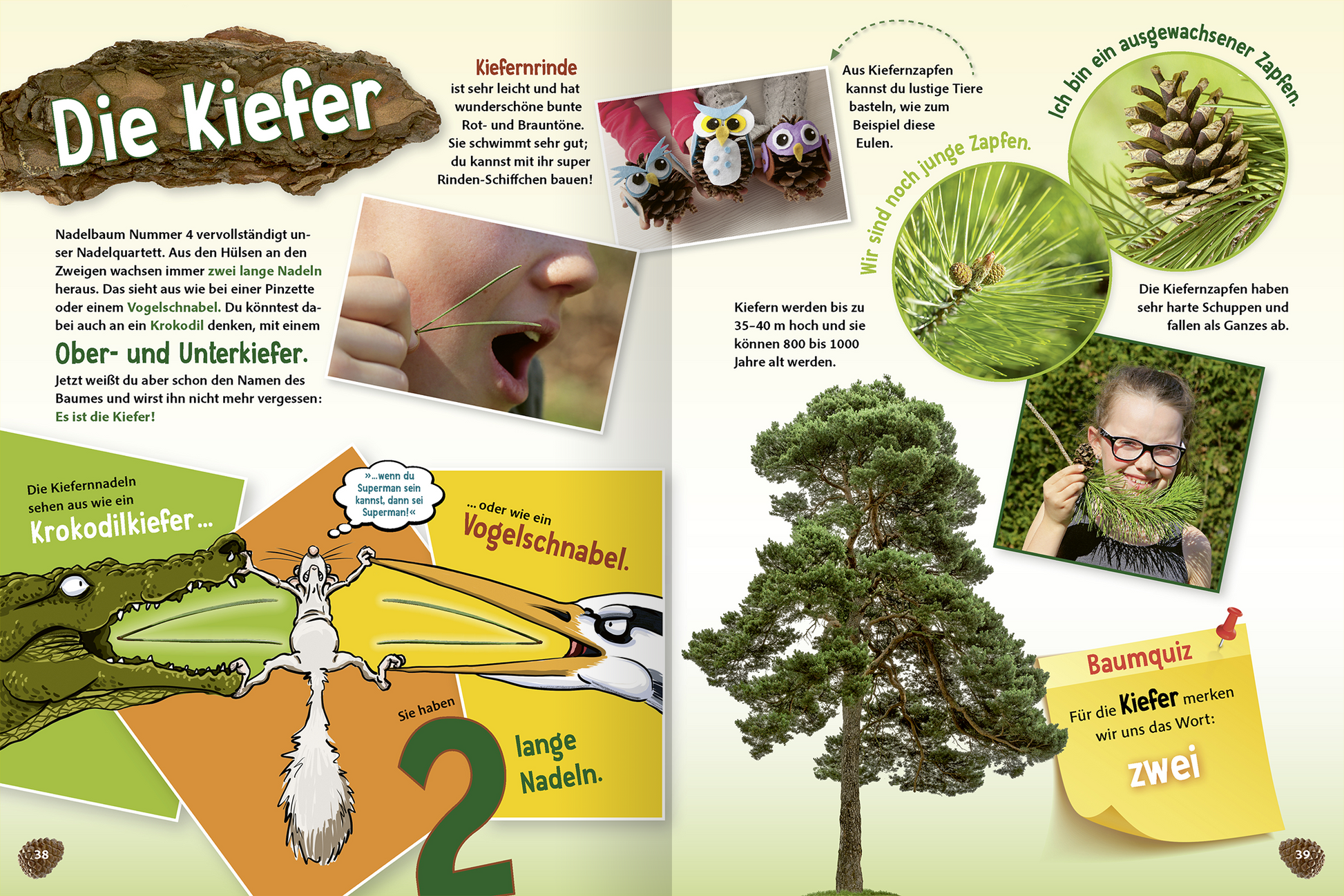 Gezeigt wird eine Innen- oder Zusatzansicht von „Unsere Wälder“. Die Doppelseite präsentiert Informationen zur Kiefer mit einer Mischung aus bunten Farben und spielerischer Typografie. Auf der linken Seite sind Illustrationen von Tieren und Pflanzen, während rechte Spalte einen großen Baum zeigt. Verschiedene Textboxen und Quizfragen laden zur Interaktion ein, mit kontrastierenden Hintergründen zur besseren Lesbarkeit. Die Schriftart ist klar und gut lesbar, was die Inhalte zugänglich...