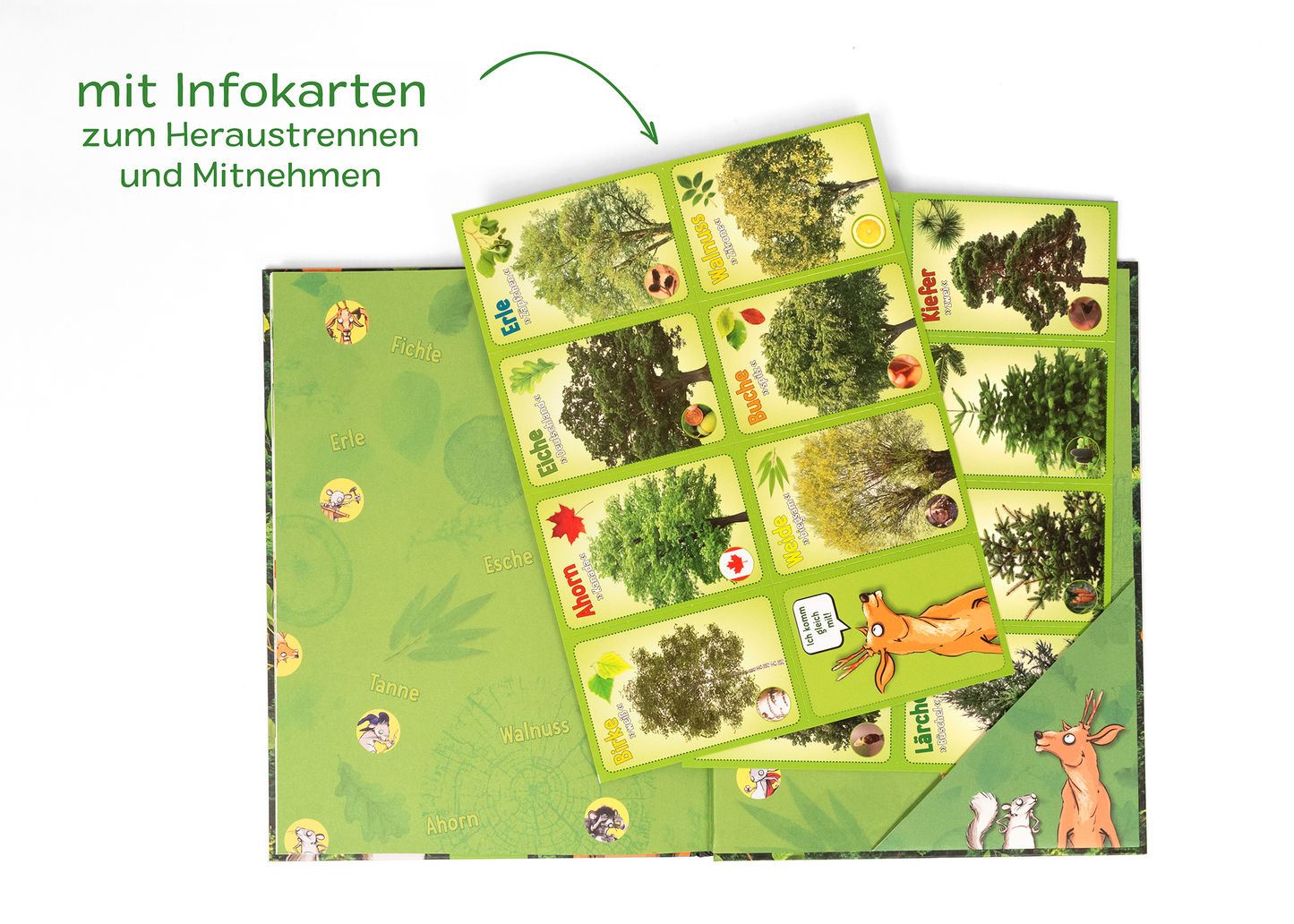 Gezeigt wird eine Innen- oder Zusatzansicht von „Unsere Wälder“. Die Ansicht präsentiert eine grüne Hintergrundgestaltung mit Illustrationen von Bäumen und Tieren. Im Vordergrund befinden sich herausnehmbare Infokarten, die auf hellem Grund verschiedene Baumarten zeigen, stark farblich akzentuiert in Grün- und Erdtönen. Die Schrift ist freundlich und gut lesbar, mit klarer Schriftart und prominentem Einsatz von Icons zur Unterstützung der Informationen.