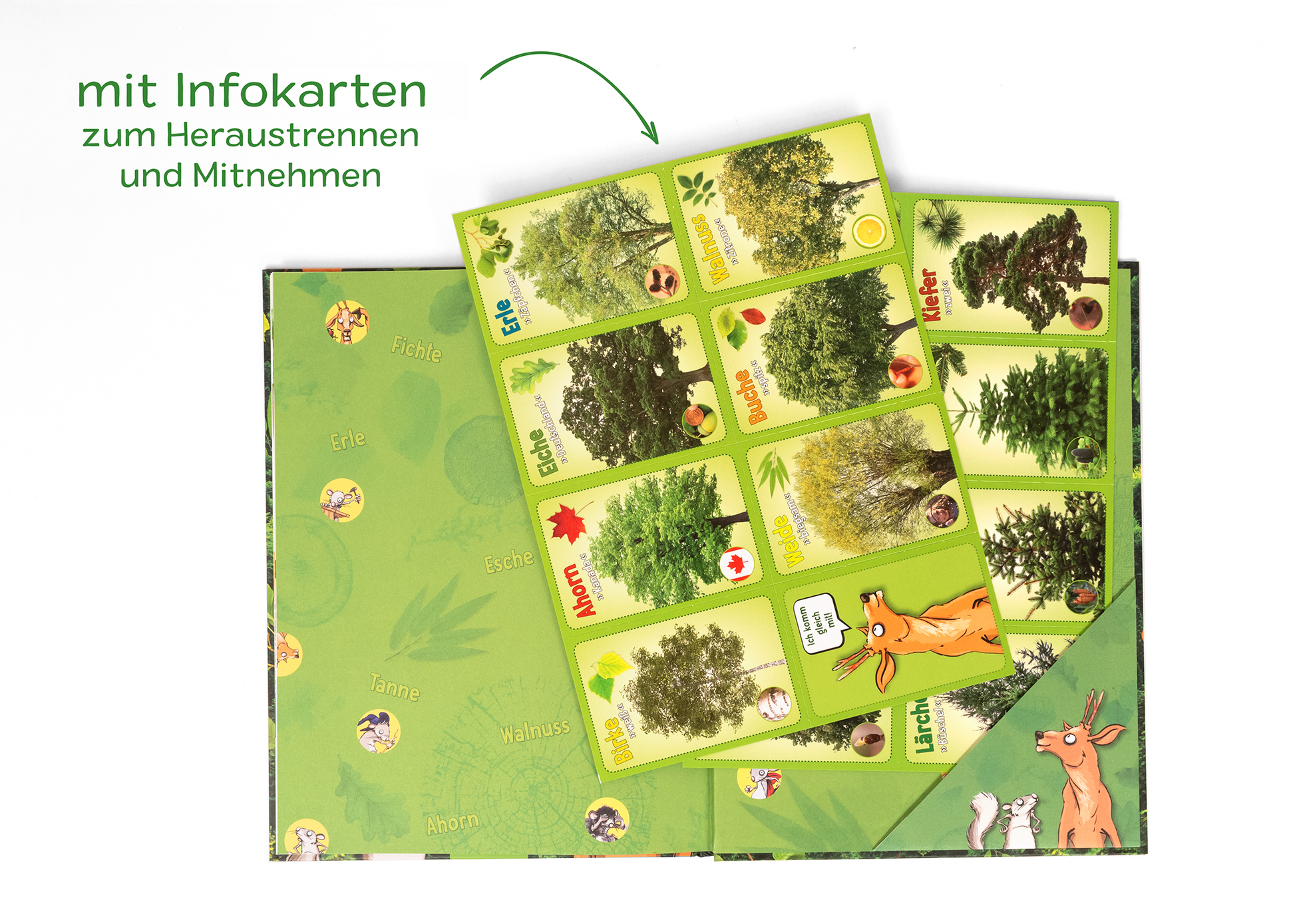 Gezeigt wird eine Innen- oder Zusatzansicht von „Unsere Wälder“. Die Ansicht präsentiert eine grüne Hintergrundgestaltung mit Illustrationen von Bäumen und Tieren. Im Vordergrund befinden sich herausnehmbare Infokarten, die auf hellem Grund verschiedene Baumarten zeigen, stark farblich akzentuiert in Grün- und Erdtönen. Die Schrift ist freundlich und gut lesbar, mit klarer Schriftart und prominentem Einsatz von Icons zur Unterstützung der Informationen.