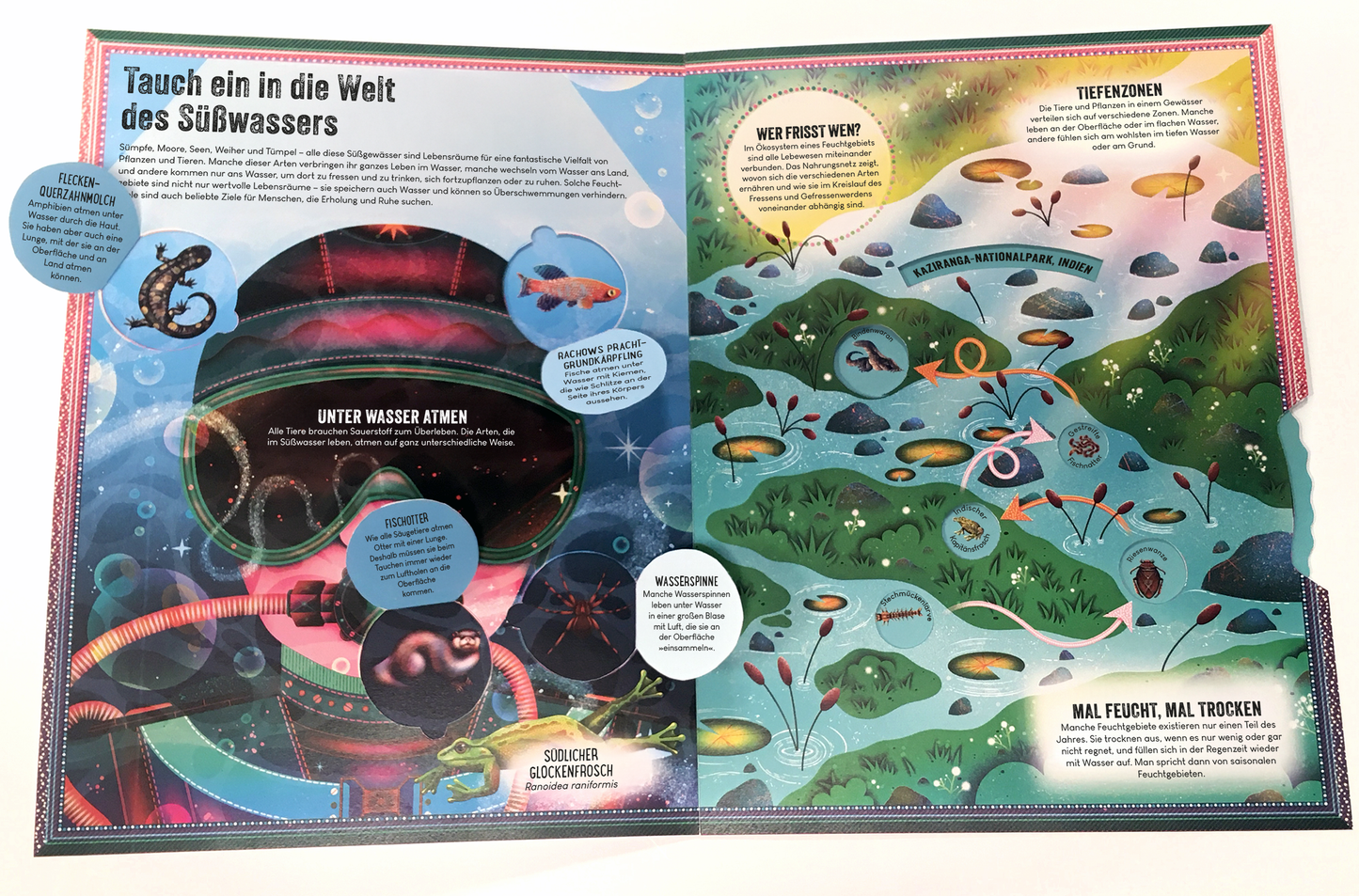 Gezeigt wird eine Innen- oder Zusatzansicht von „Das unglaubliche Pop-up-Buch – Am Wasser“. Die Doppelseite zeigt eine farbenfrohe Unterwasserlandschaft mit verschiedenen Fischen und Pflanzen. Links befindet sich ein Taucher in schwarzer Ausrüstung, umgeben von blauen und grünen Elementen, während rechts eine detaillierte Darstellung des Lebensraums mit Textkästen in typischen Schreibschriften und bunten Kreisen zu entdecken ist. Die Farben sind lebhaft und einladend, mit einem...