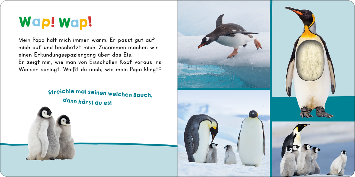 Gezeigt wird eine Innen- oder Zusatzansicht von „Hör mal rein, wer kann das sein? – Mein Papa“. Die Illustrationen zeigen niedliche Pinguine in unterschiedlichen Positionen, umgeben von einer eisigen Landschaft. Die Farben sind sanft, mit viel Blau und Weiß, die eine kalte Umgebung darstellen. Die große, verspielte Schriftart „Wap! Wap!“ zieht die Aufmerksamkeit auf sich, während der Text unterhalb in klarer, gut lesbarer Typografie gehalten ist. Visualisierungen der Pinguine...