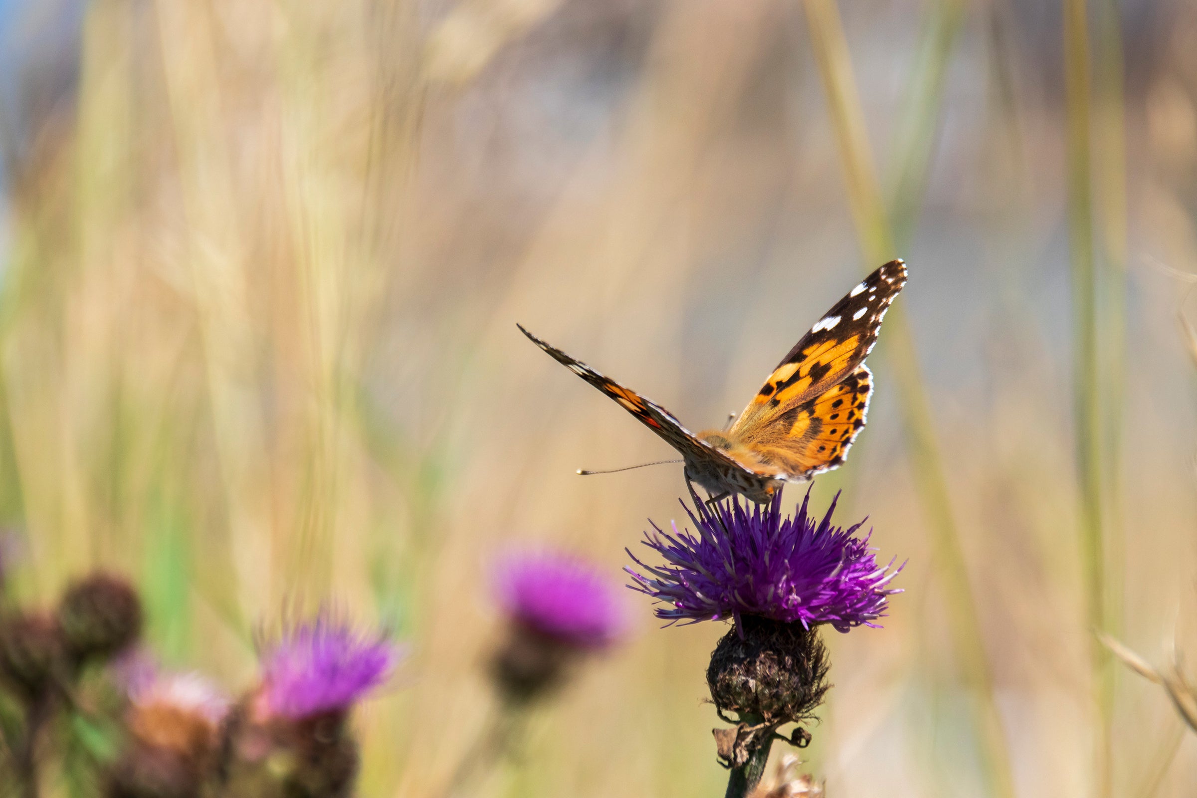 Ein orange-schwarzer Schmetterling (Distelfalter) sitzt auf einer violett-blühenden Distel in einer natürlichen Umgebung mit unscharfem, hellen Hintergrund aus Gras und Pflanzen.