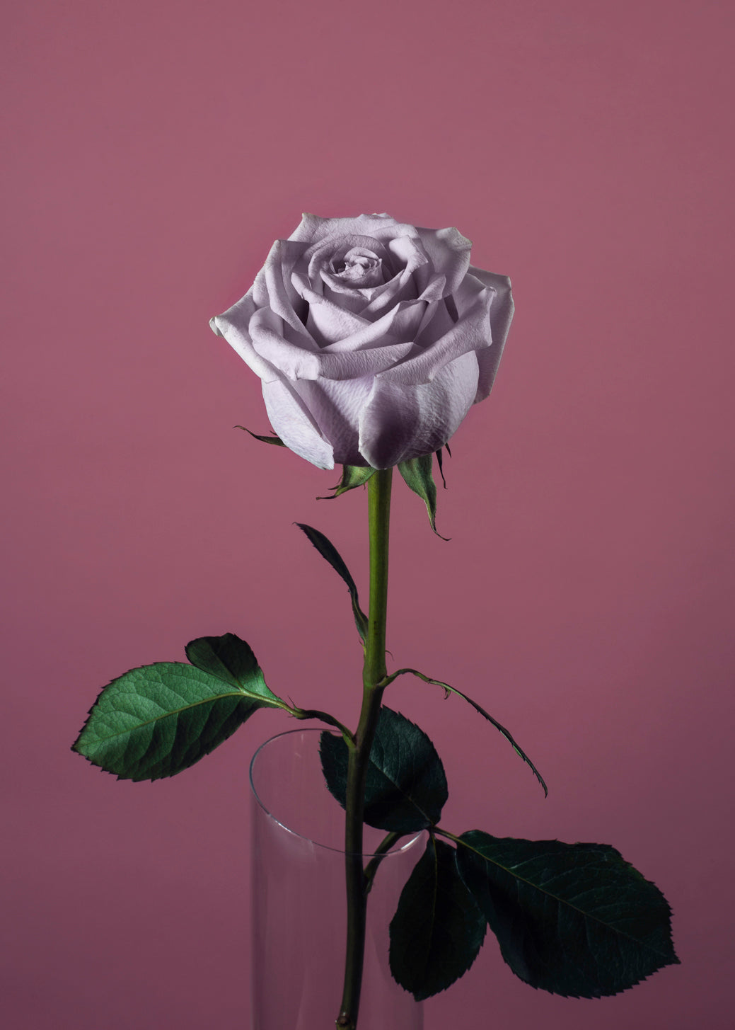 Eine einzelne, lavendelfarbene Rose mit zarten, detaillierten Blütenblättern in einer schlanken, transparenten Glasvase vor einem einfarbig rosa Hintergrund. Die grünen Blätter und der lange Stiel der Rose heben sich deutlich vom Hintergrund ab.