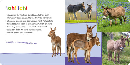Gezeigt wird eine Innen- oder Zusatzansicht von „Hör mal rein, wer kann das sein? – Auf der Weide“. Die Seite zeigt bunte Illustrationen von Eseln in verschiedenen Posen, umgeben von einem farbenfrohen Hintergrund mit einer Wiese. Der Text in sanften Farben verwendet eine kindgerechte Schriftart und beginnt mit „lah! lah!“. Die Gestaltung spricht die Neugier der Kinder an und lädt zum Streicheln und Entdecken ein.