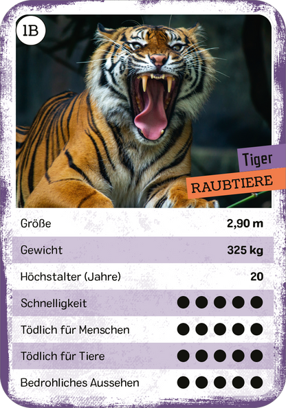 Gezeigt wird eine Innen- oder Zusatzansicht von „Das tödliche Quartett“. Die Darstellung zeigt das Raubtier „Tiger“ mit einem lebhaften, faulemorangefarbenen Fell und markanten, schwarz gestreiften Mustern. Im Hintergrund ist eine dunkle, natürliche Umgebung zu erkennen. Die weiße Typografie hebt wichtige Informationen wie Größe (2,90 m), Gewicht (325 kg) und Lebensspanne (20 Jahre) hervor. Eine lila Überschrift kennzeichnet die Kategorie „Raubtiere“ und eine farbige Skala...